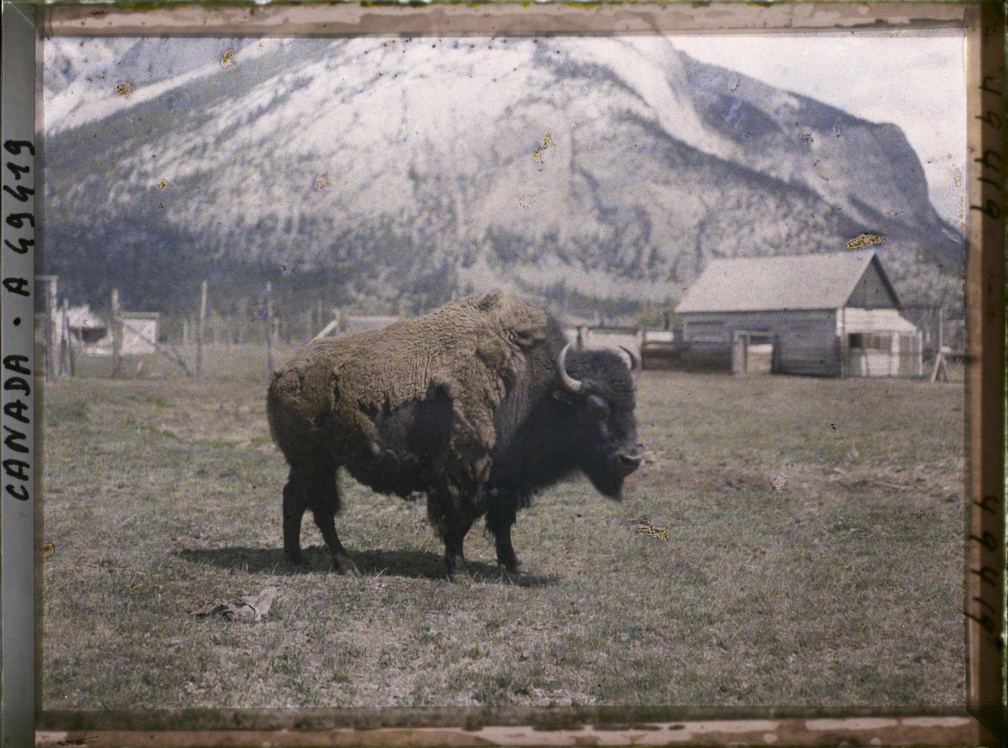 Image représentant Canada, Banff, Bisons (gros)