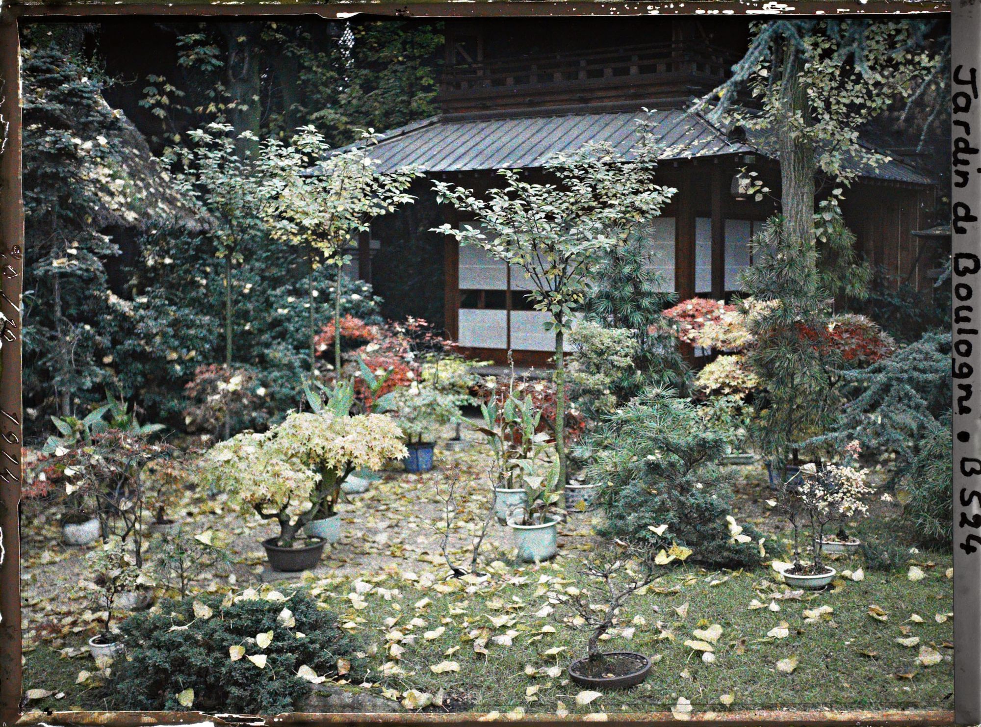Image représentant Bonsaïs et grands arbres à l'automne, au pied de la pagode du " village japonais "