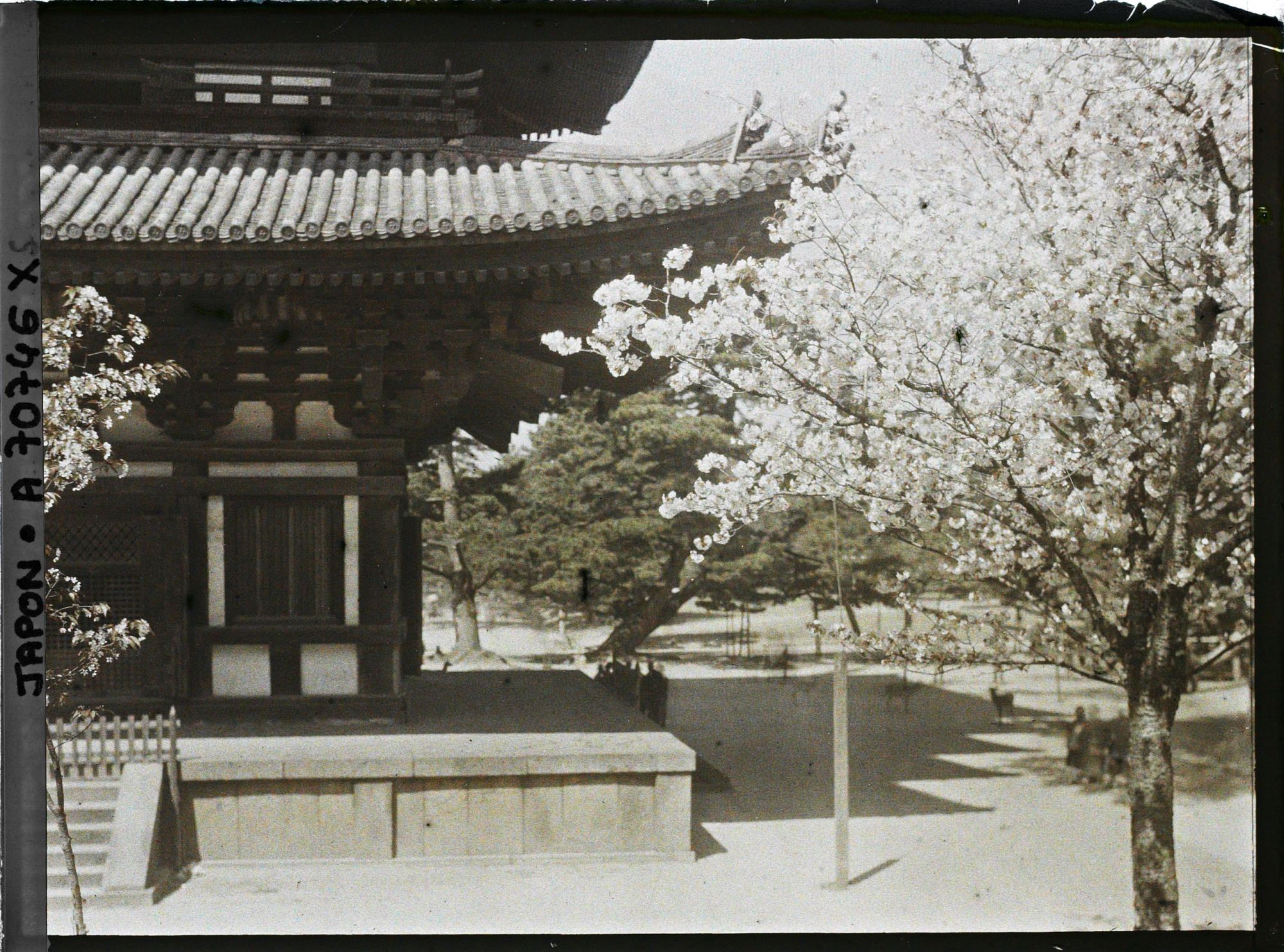 Image représentant Temple Kôfuku-ji : soubassement et premier niveau de la pagode à cinq étages ; cerisiers en fleurs et pins