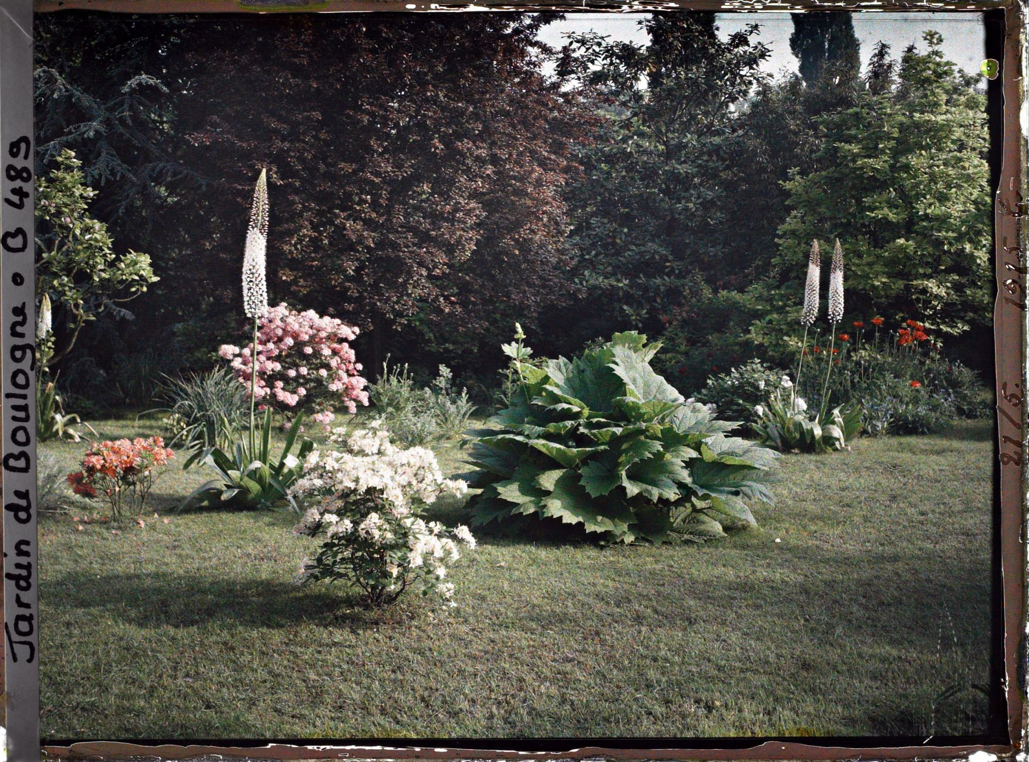 Image représentant Pelouse du marais ornée d'érémurus, gunnera et azalées en fleurs