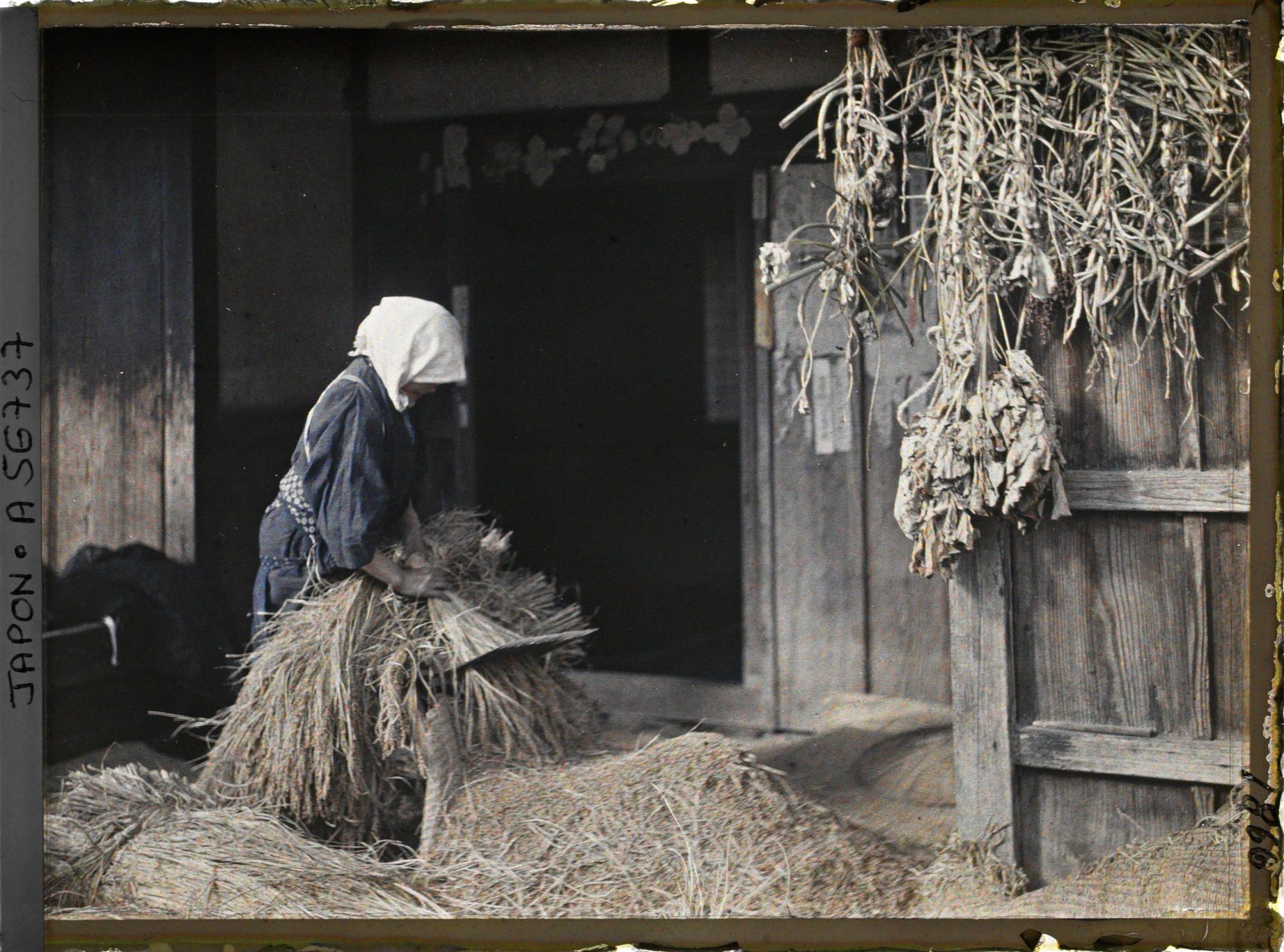 Image représentant Séparation des grains de la paille de riz par peignage