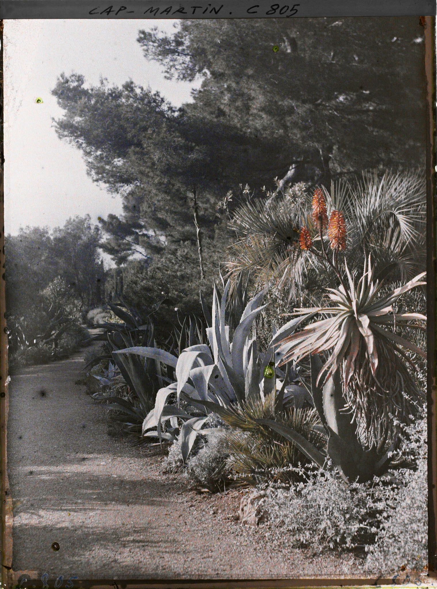 Image représentant Une allée dans le jardin