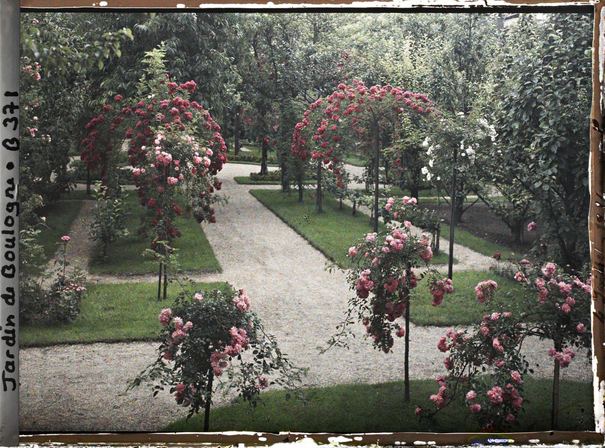 Image représentant Parterre de rosiers tiges et allée fleurie menant à la forêt bleue, à l'est du verger-roseraie