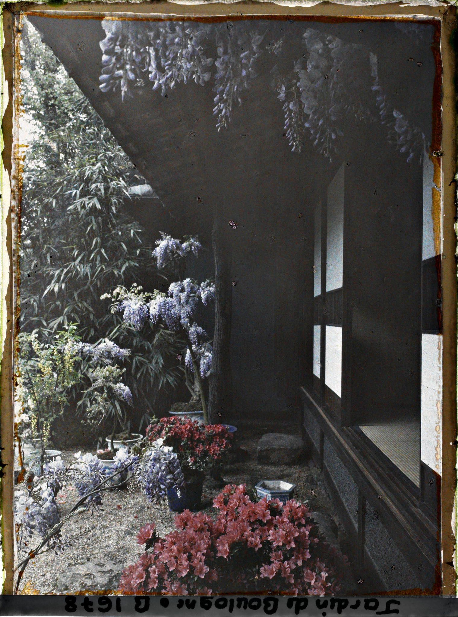 Image représentant Glycines et azalées en pots fleuries, au pied de la maison est du " village japonais "