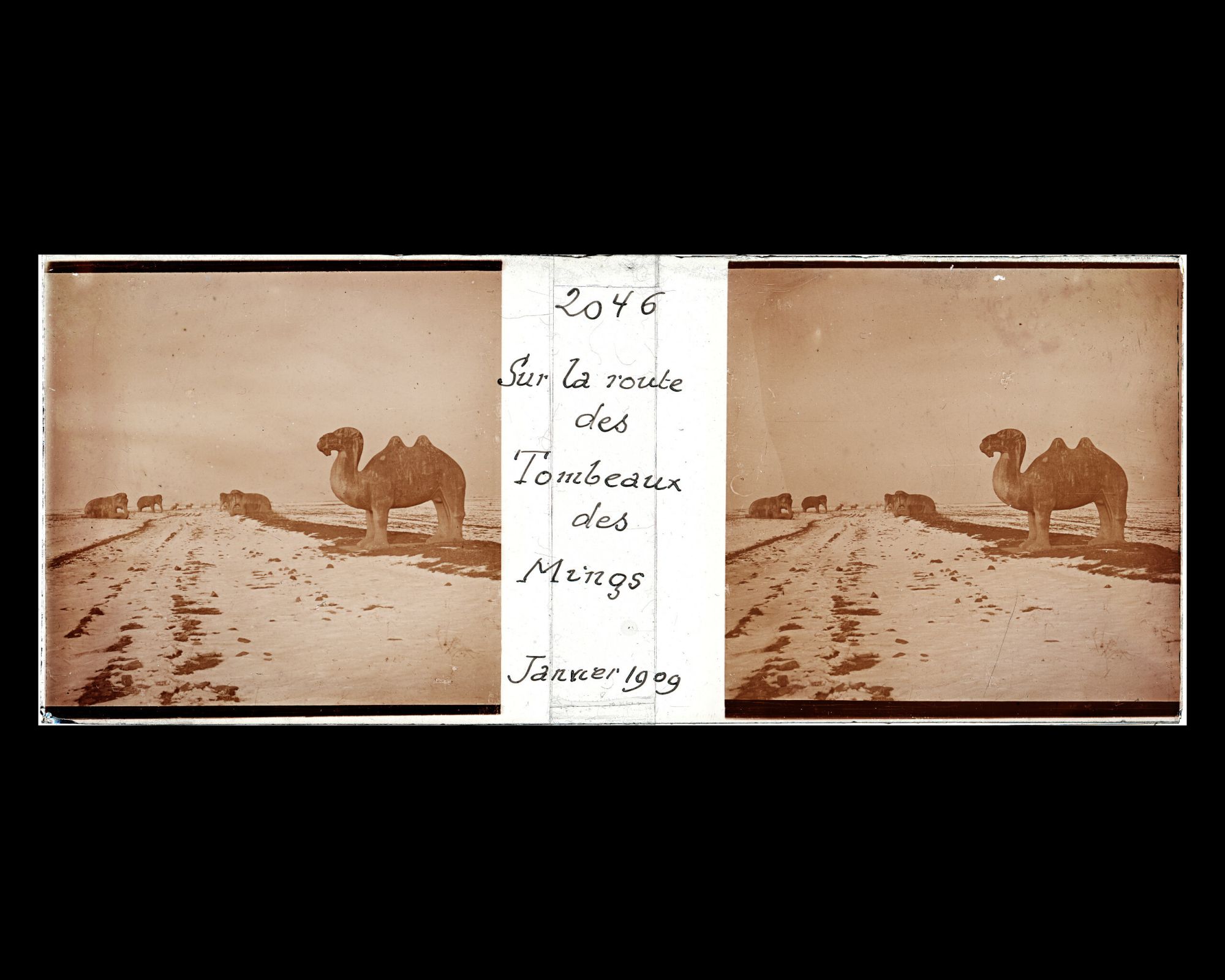 Image représentant Ming Shisanling ("Treize Tombeaux des Ming"). L'un des deux chameaux debout de l'allée des statues