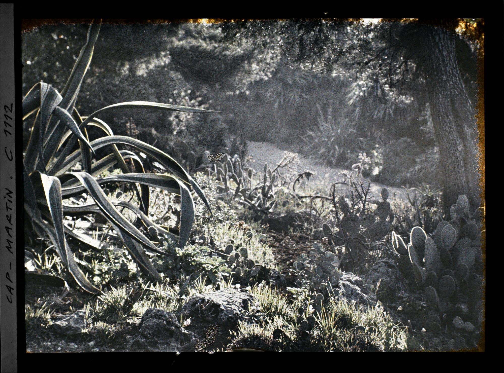 Image représentant le Jardin