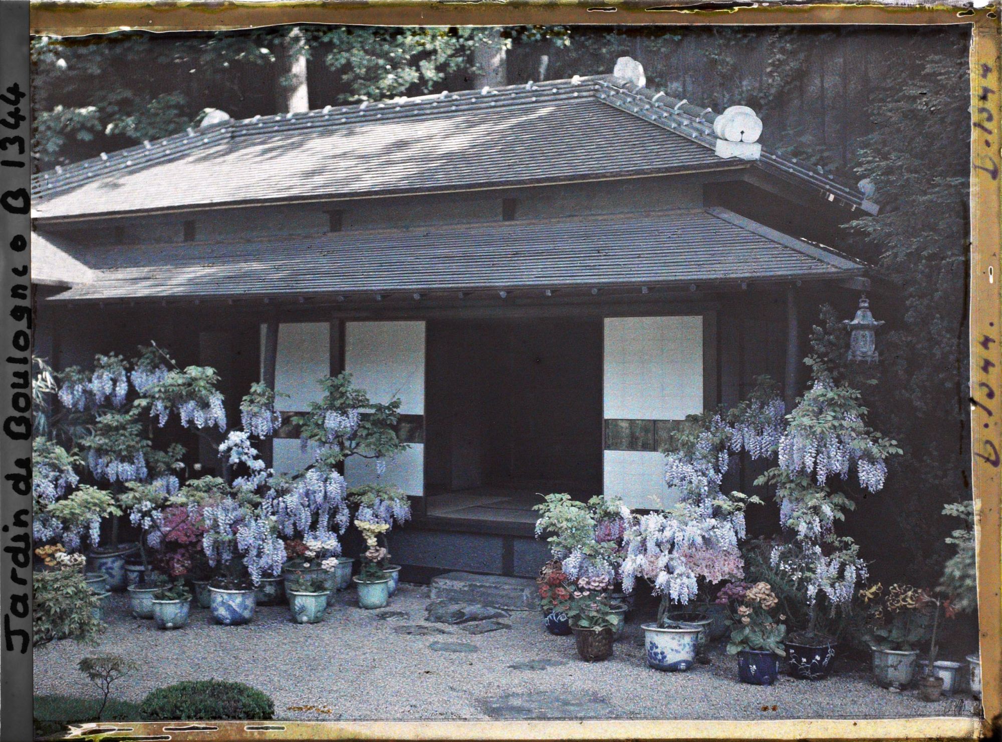 Image représentant Maison est du " village japonais ", ornée de glycines, d'azalées et de calcéolaires en pots fleuries