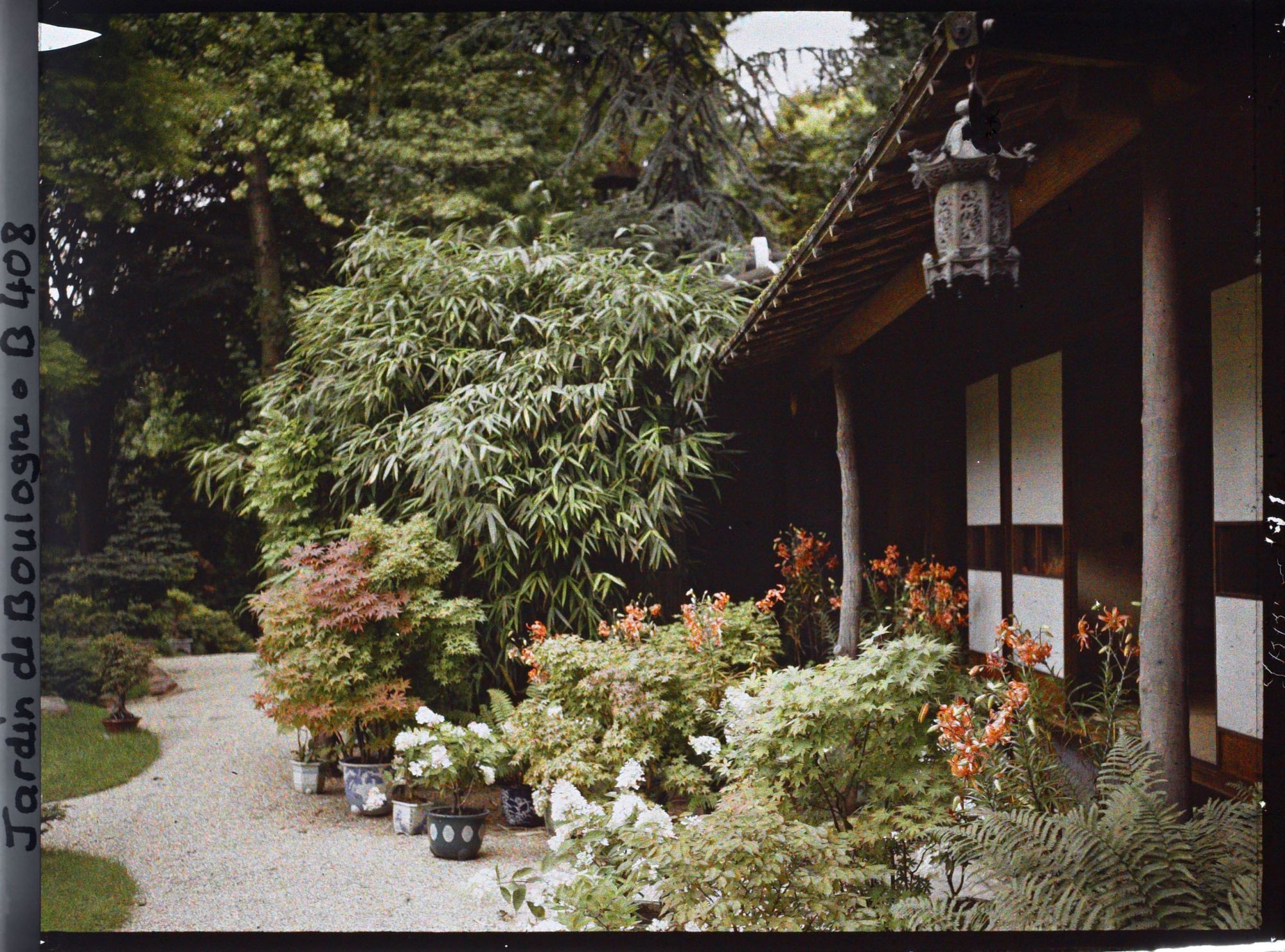 Image représentant Lys, hortensias paniculés et érables en pots, devant la maison est du " village japonais "