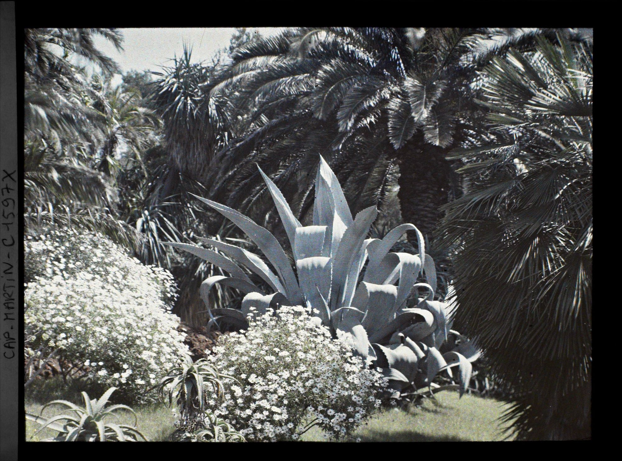 Image représentant Agave, aloès et massif fleuri sur fond de palmiers et yuccas