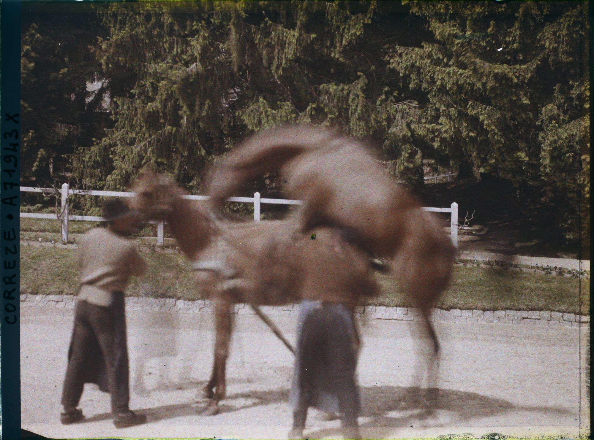 Image représentant Une saillie d'étalons pur sang