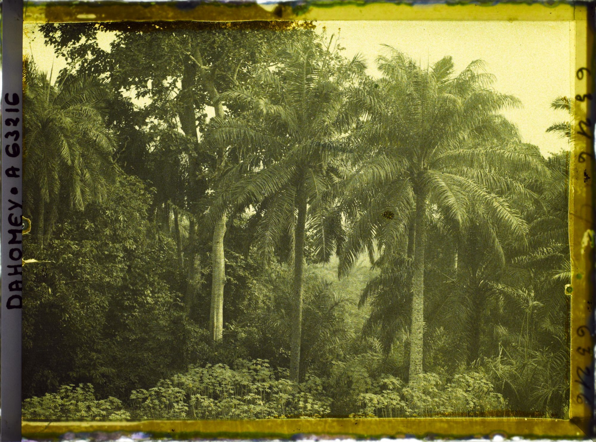 Image représentant Palmiers à huile et culture de manioc