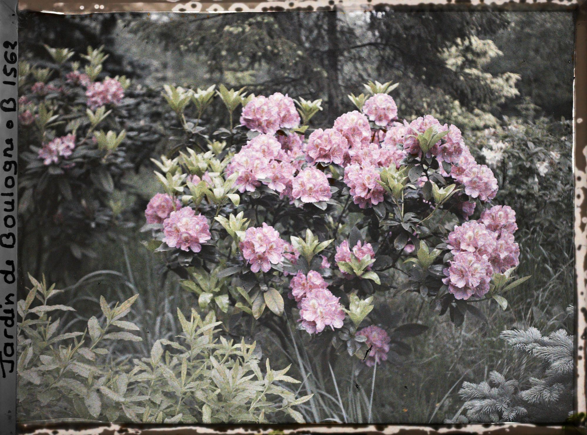 Image représentant Rhododendrons