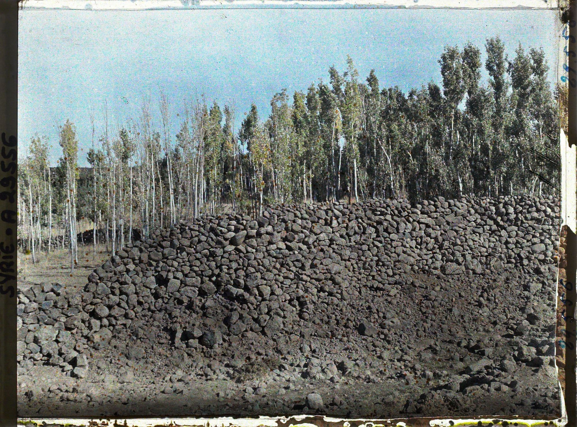 Image représentant Mur en pierres basaltiques et peupliers
