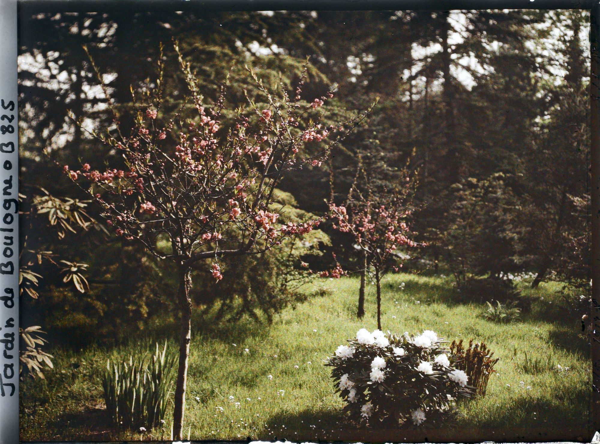 Image représentant près de la forêt bleue ?