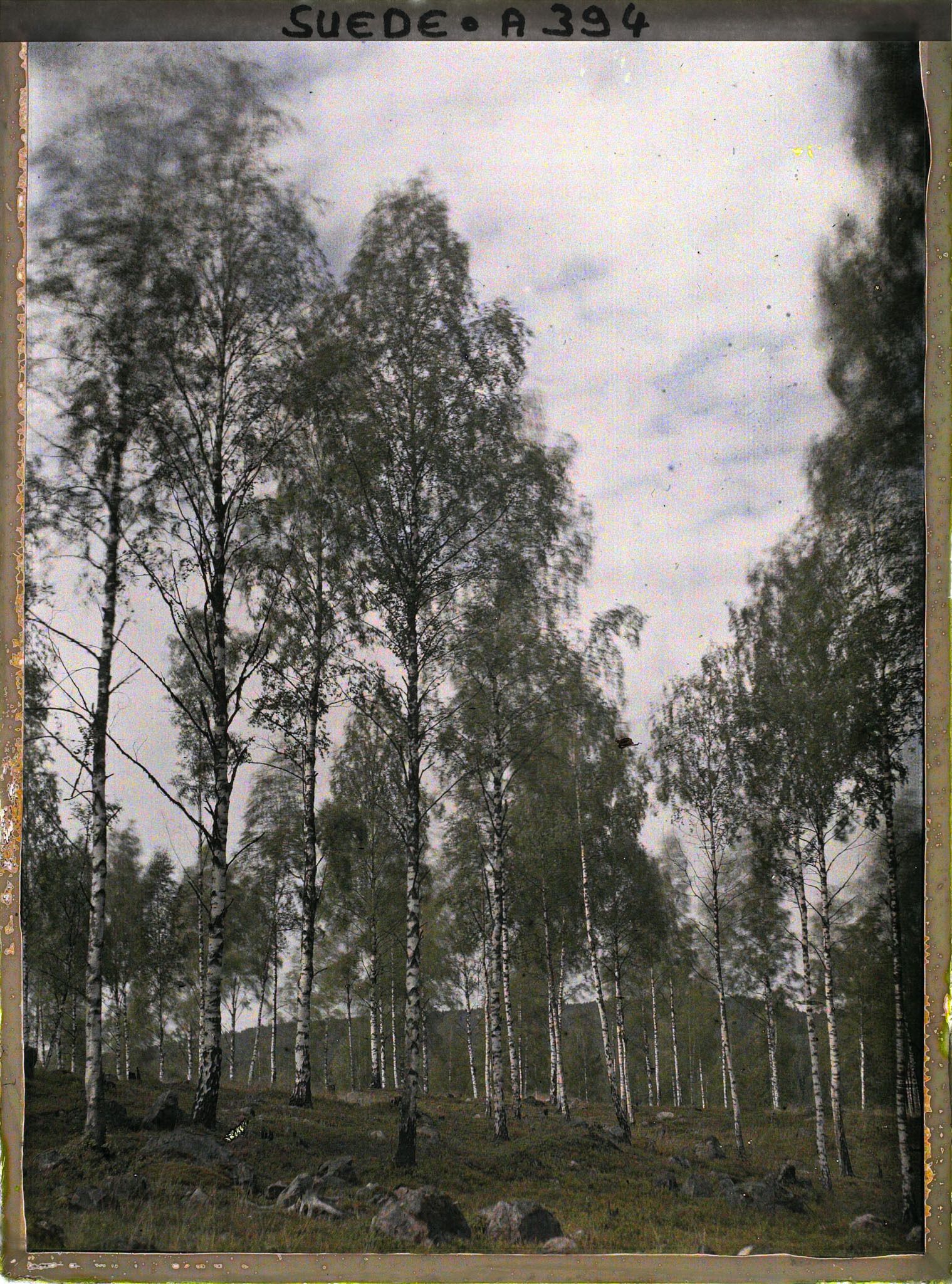 Image représentant Forêt de bouleaux