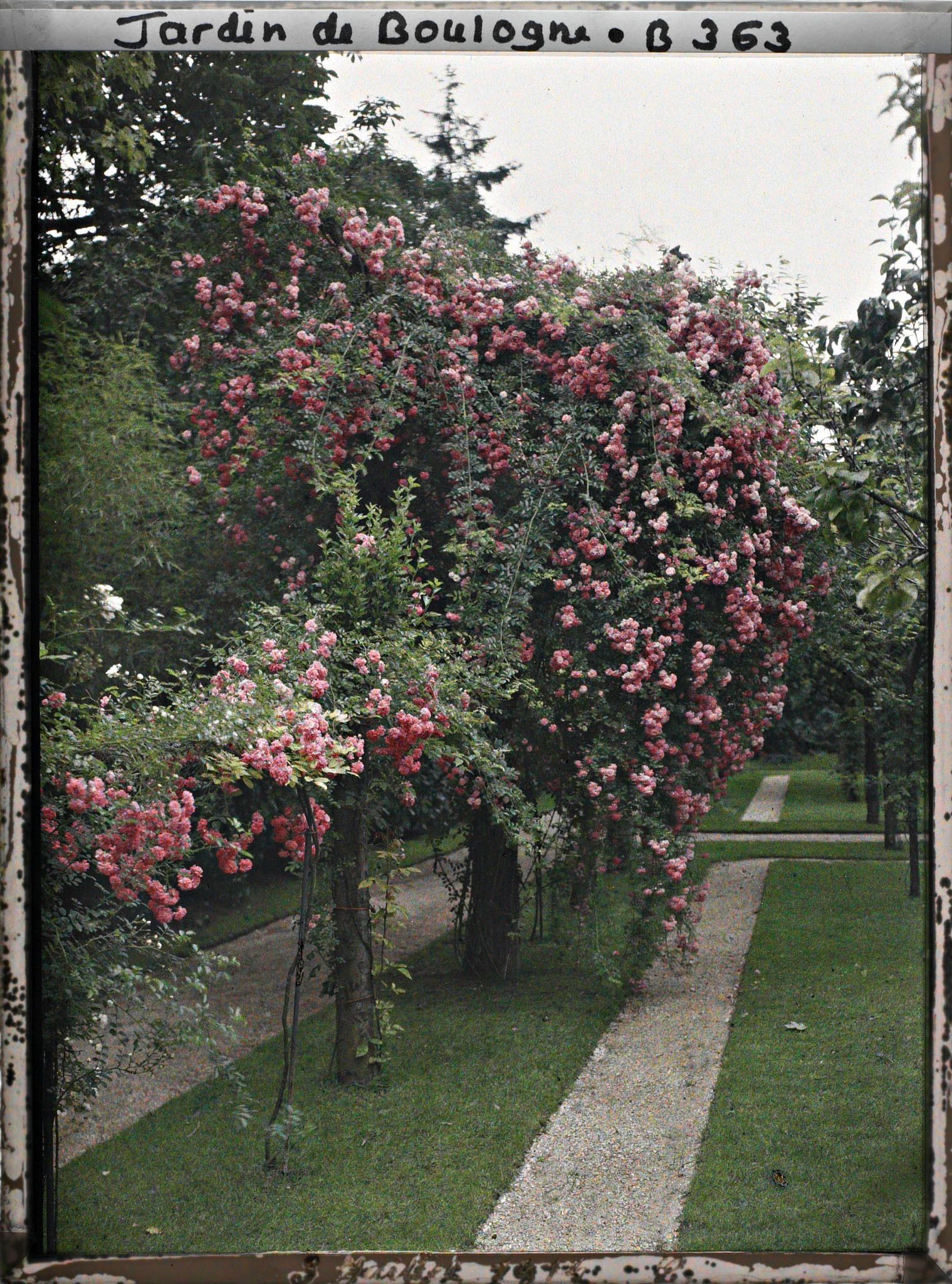 Image représentant Rosiers en fleurs et contre-allées à l'ouest du verger-roseraie, vus en direction de la forêt bleue