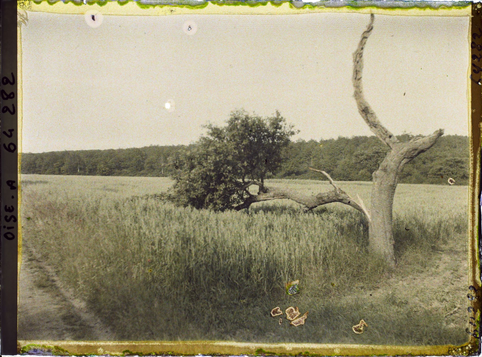 Image représentant Ile de France, Autriches, Arbre détruit par la foudre