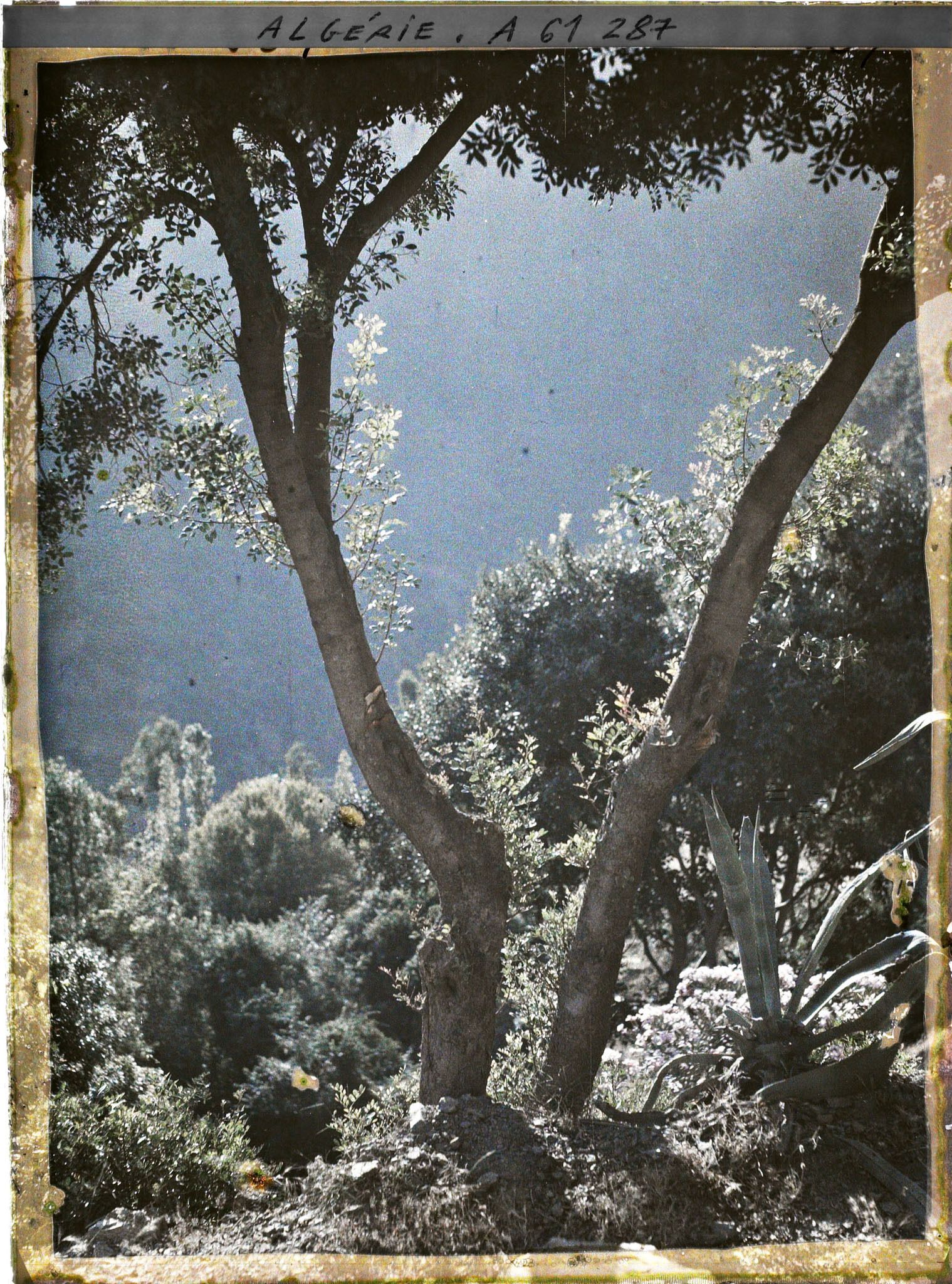Image représentant Brume du matin dans les gorges