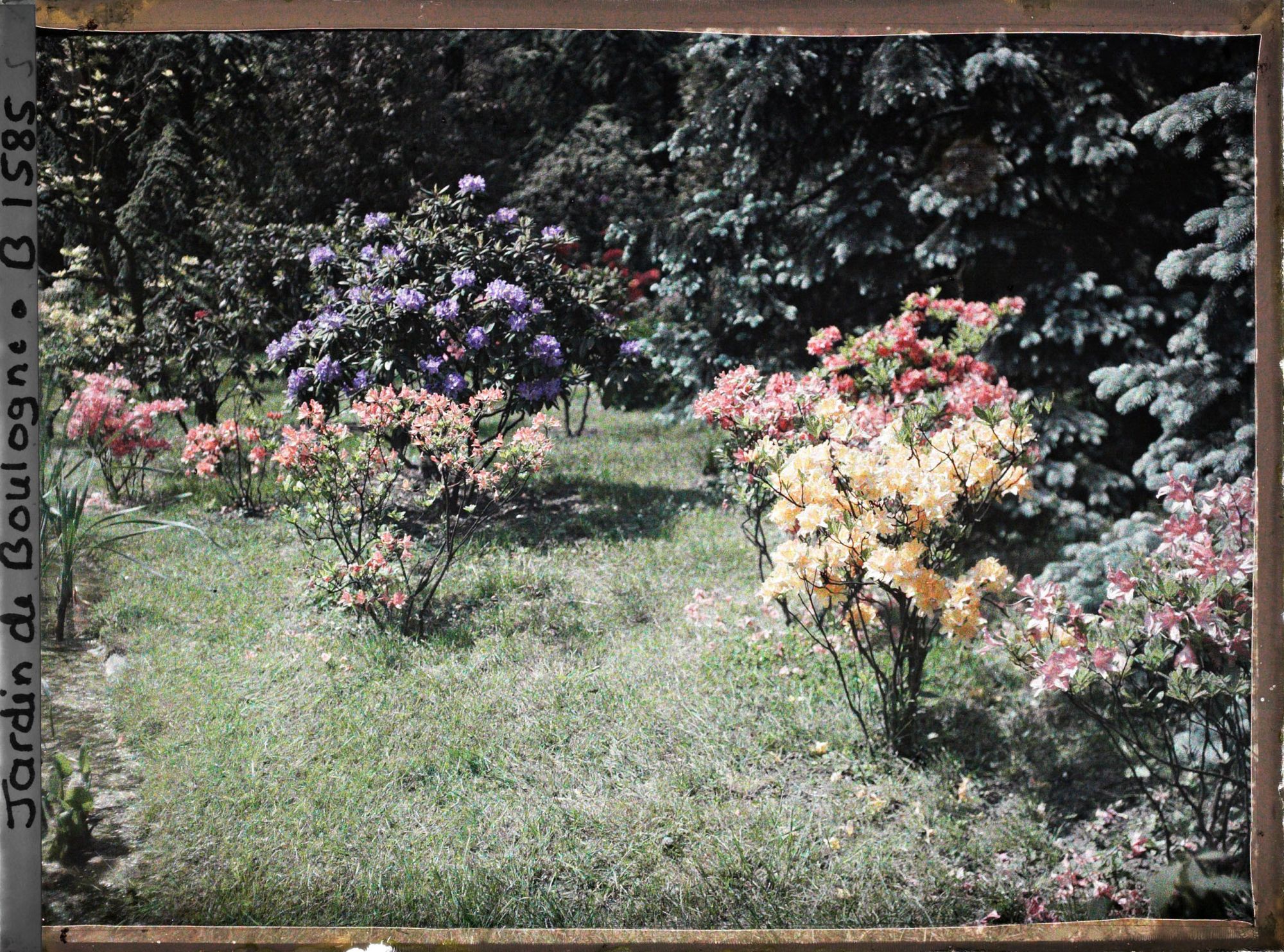 Image représentant Azalées près de l'étang dans le marais