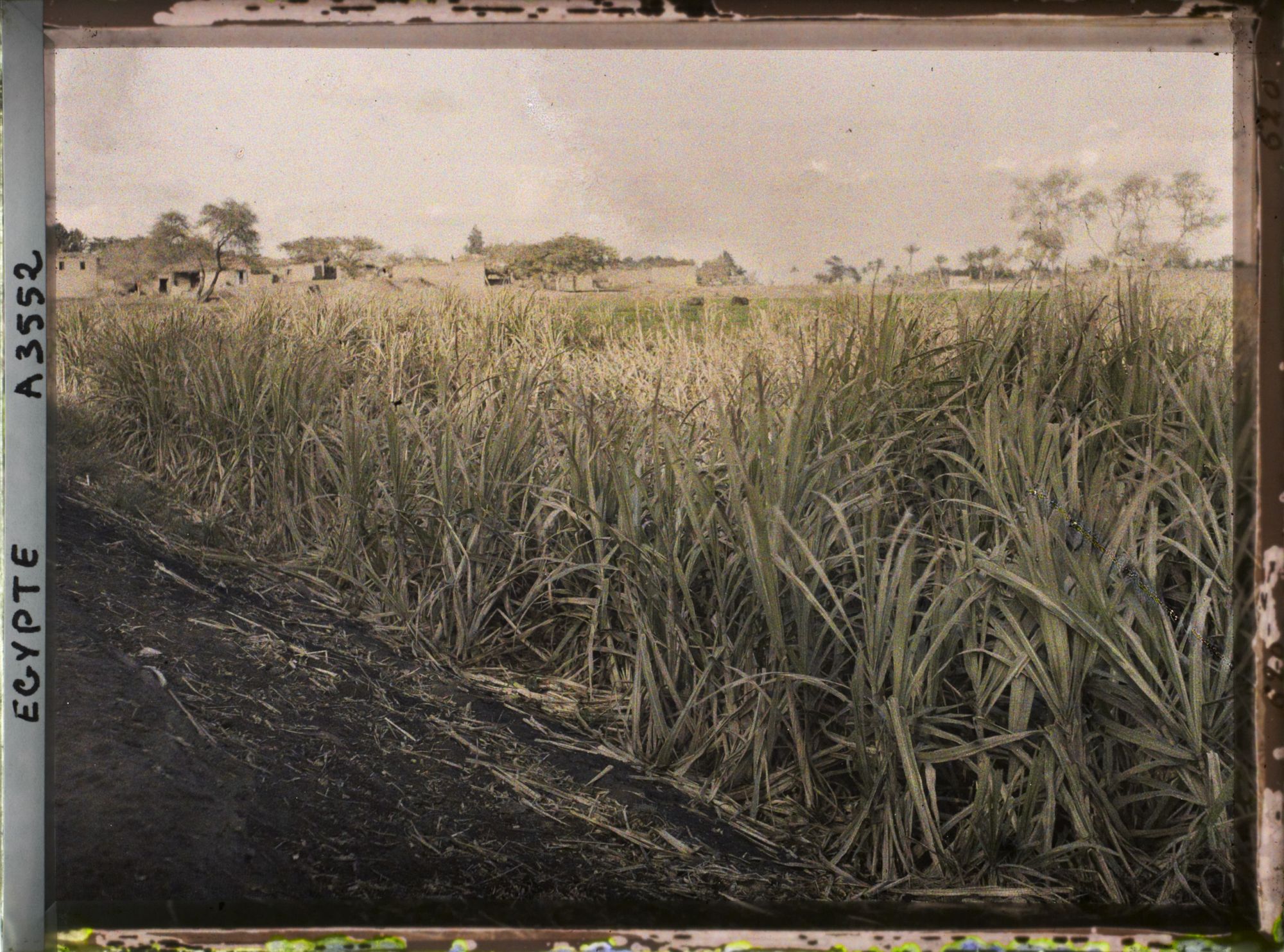 Image représentant Champ de canne à sucre près du village de Matariah