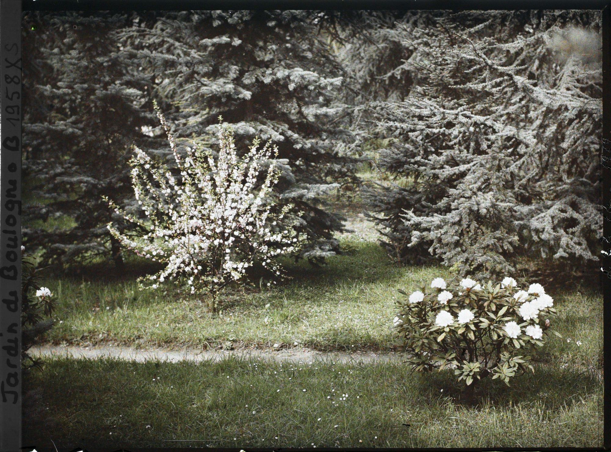 Image représentant Rhododendrons et cerisiers