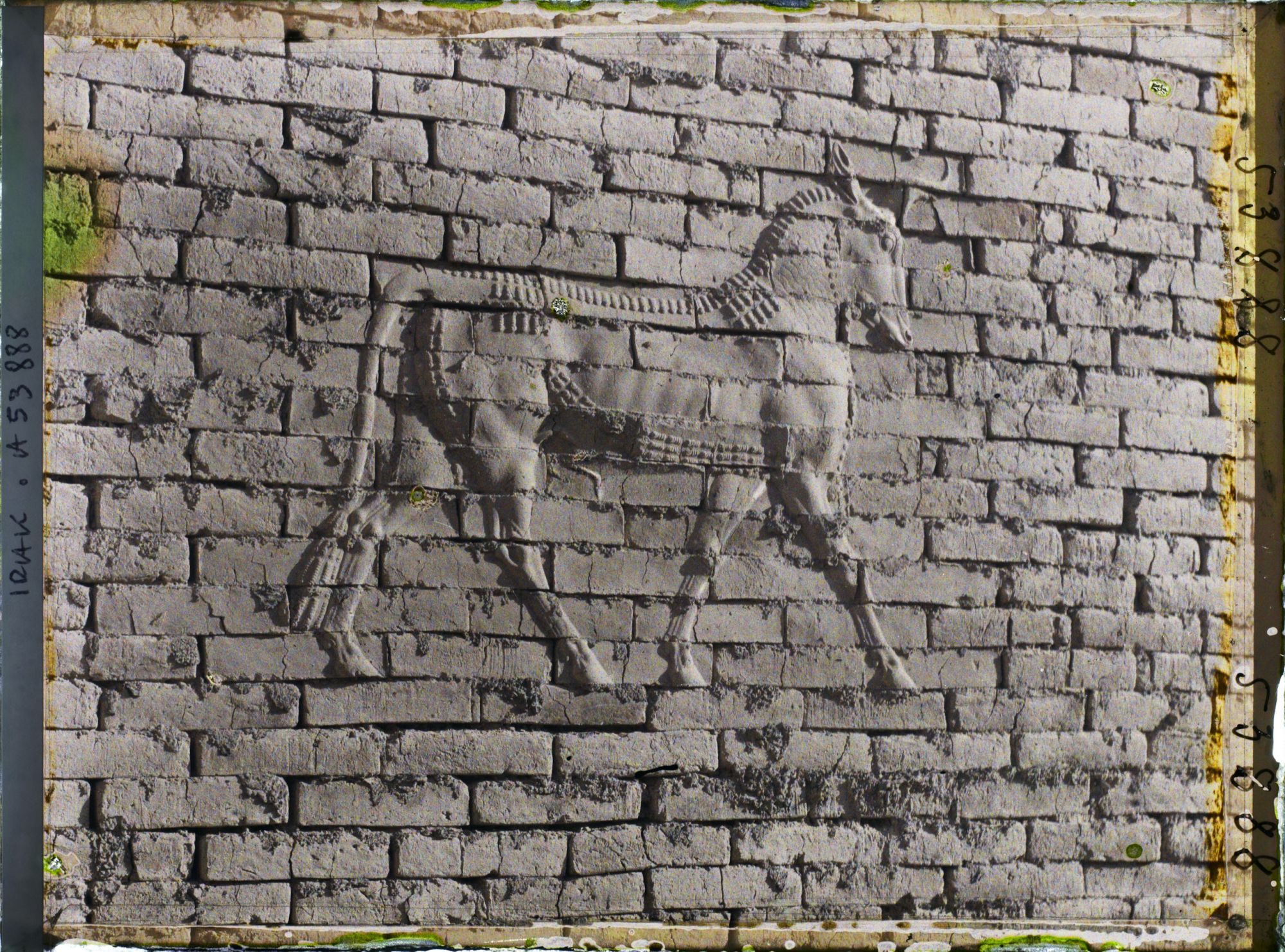 Image représentant Porte d'Ishtar : le taureau symbole d'Adad le dieu de l'orage