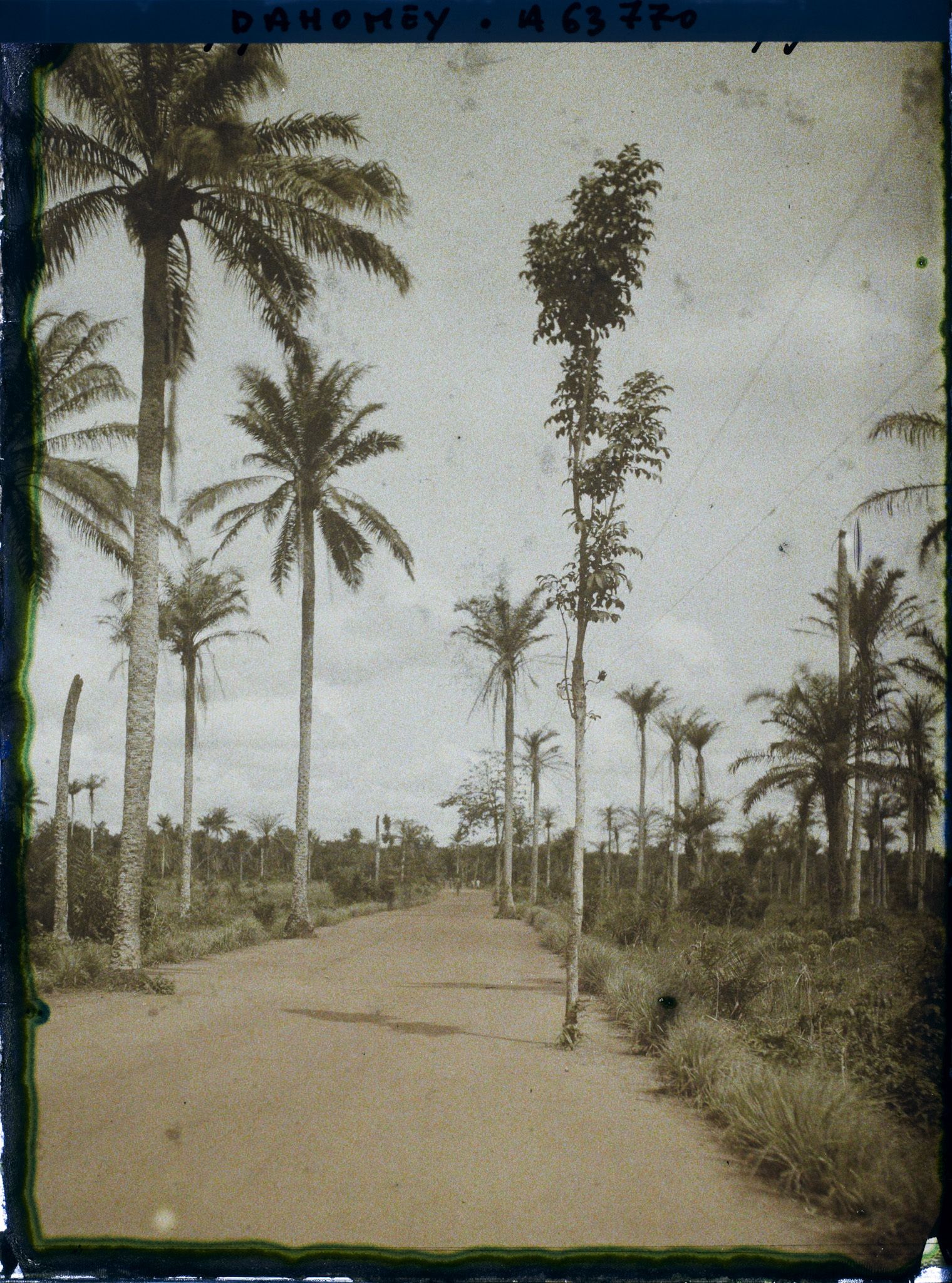 Image représentant Ligne télégraphique suspendue aux arbres le long de la route d'Adjohoun