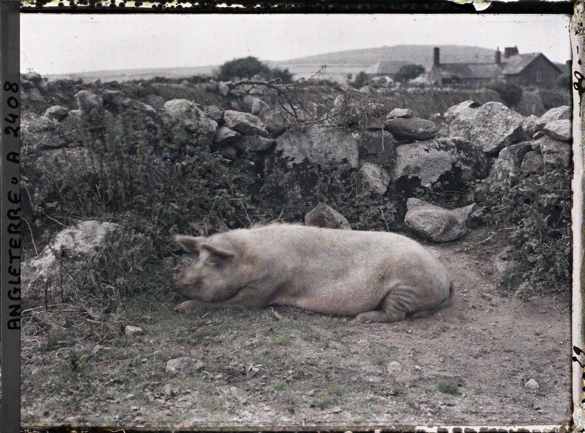 Image représentant Un cochon