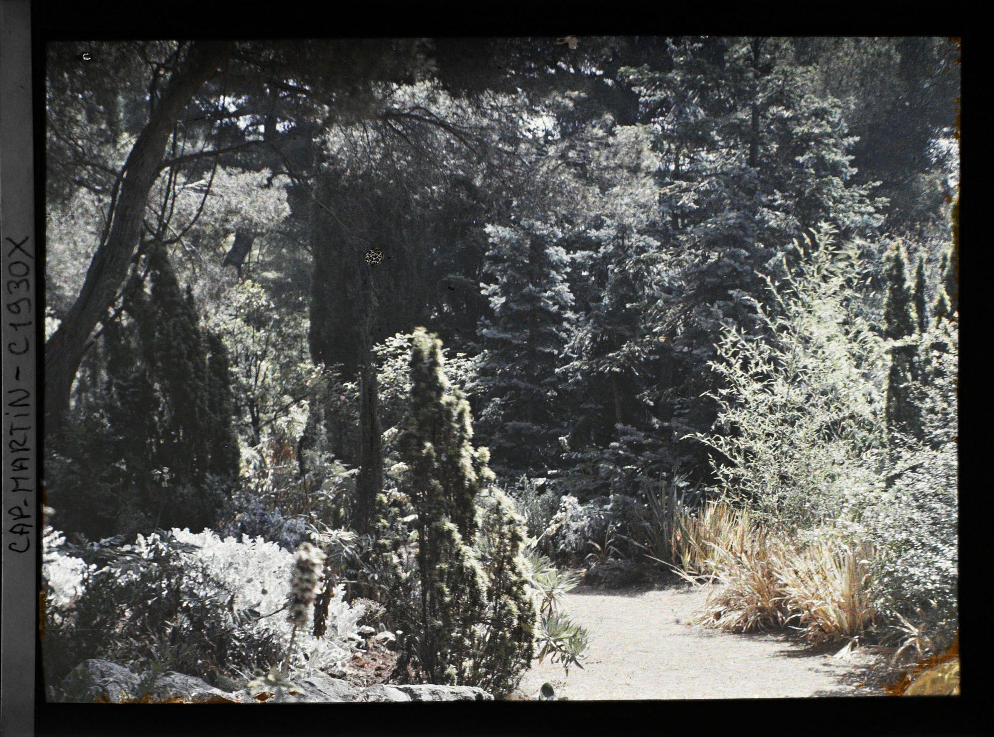 Image représentant Ensemble de conifères et bambous bordant une allée proche de la villa Kahn
