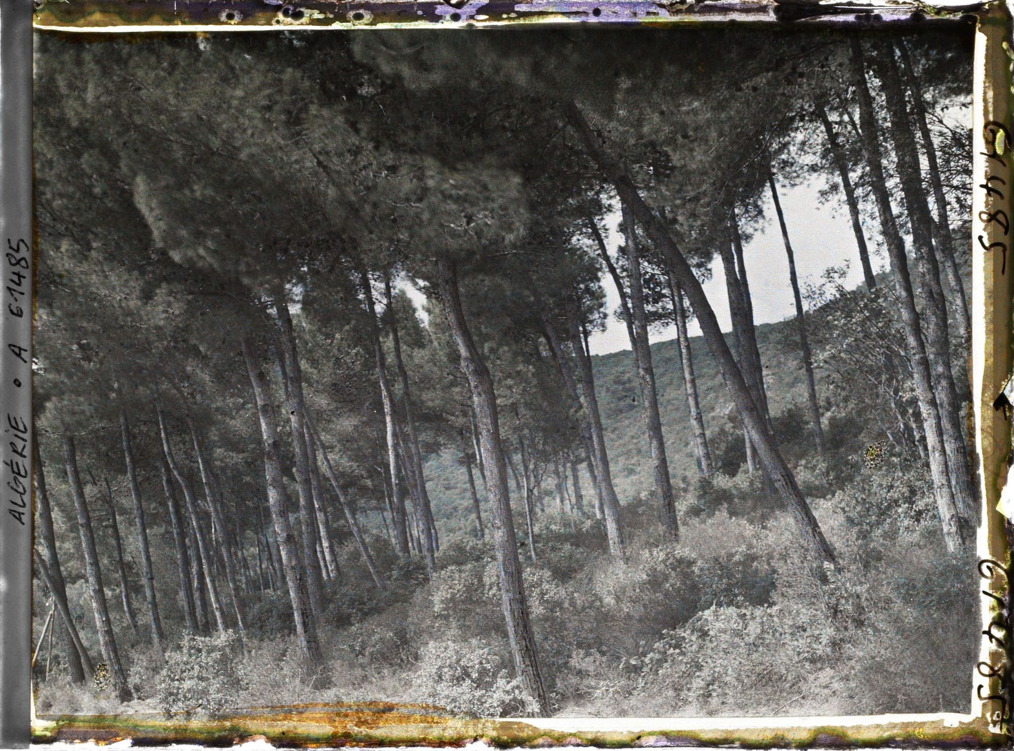Image représentant Sous-bois de pins maritimes sur les pentes du djebel Gouraya