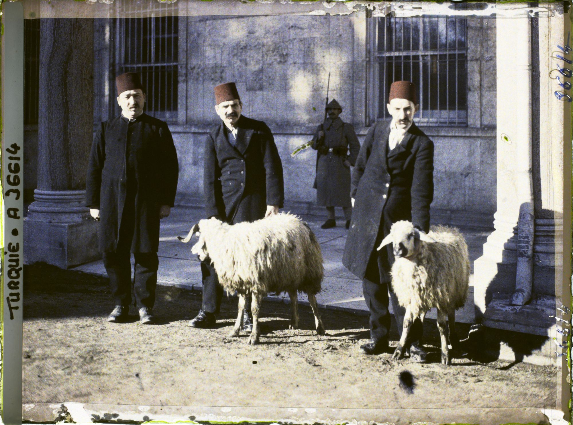 Image représentant Les deux moutons devant être sacrifiés, au Topkapi-Sarayi ("palais de la Porte-du-Canon"), le jour de l'investiture du Calife