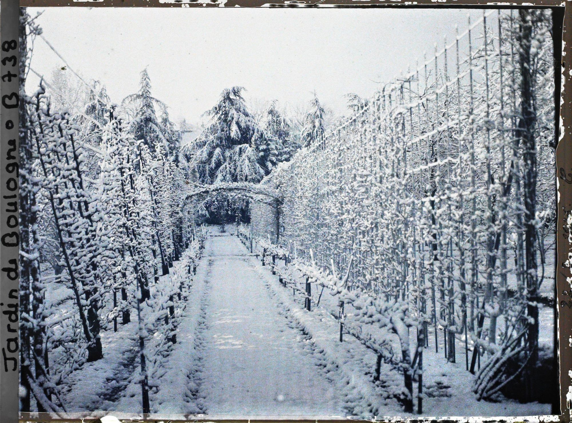Image représentant Allée enneigée et bordée de fruitiers palissés, menant vers le sud au cœur du verger-roseraie