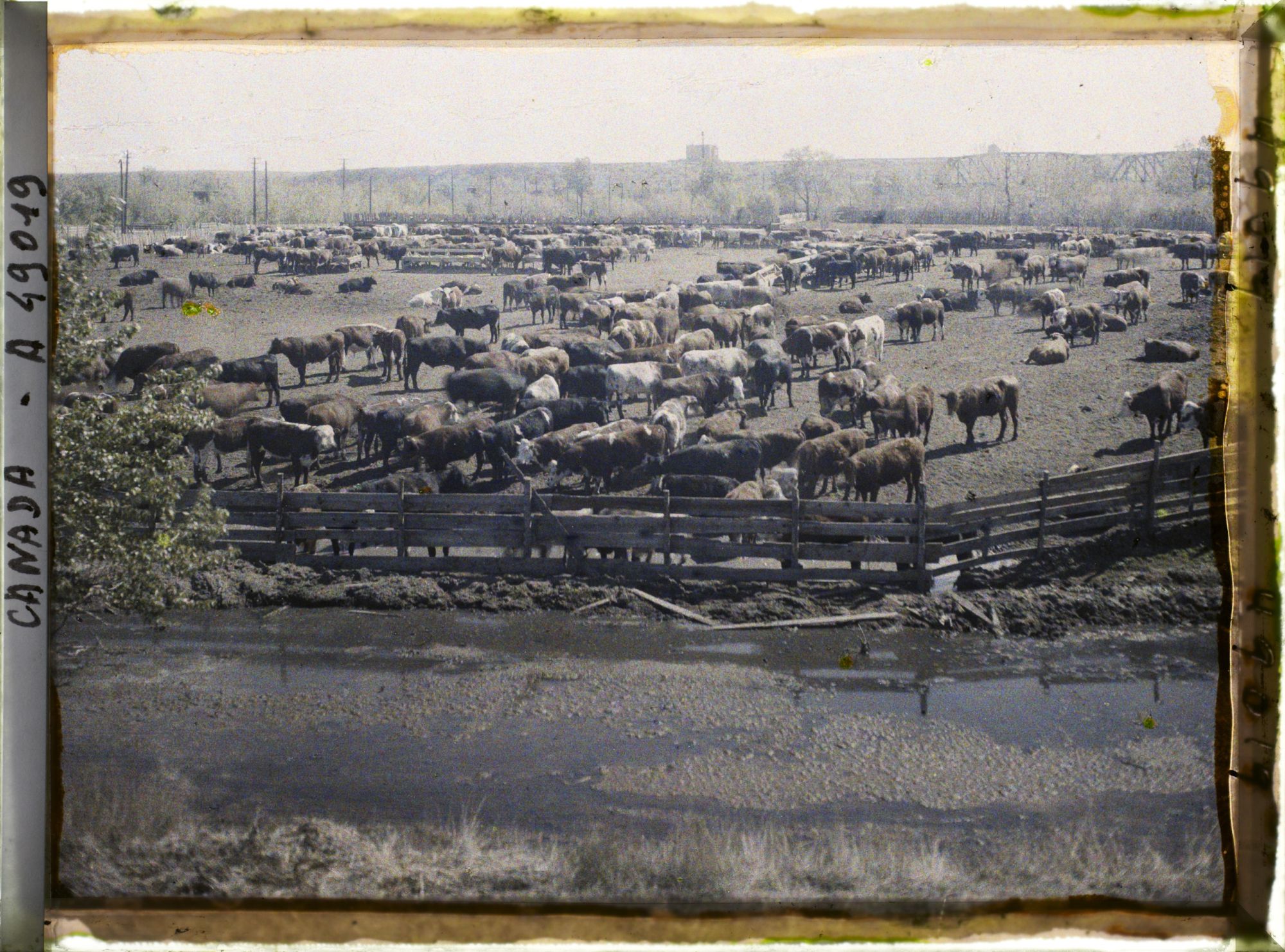 Image représentant Canada, Calgary, Stockyards - Parc à Bétail