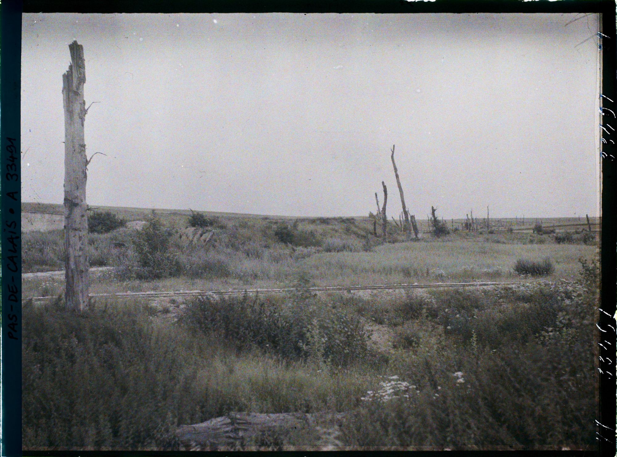 Image représentant France, Warlencourt, Arbres morts près de la butte de Warlencourt
