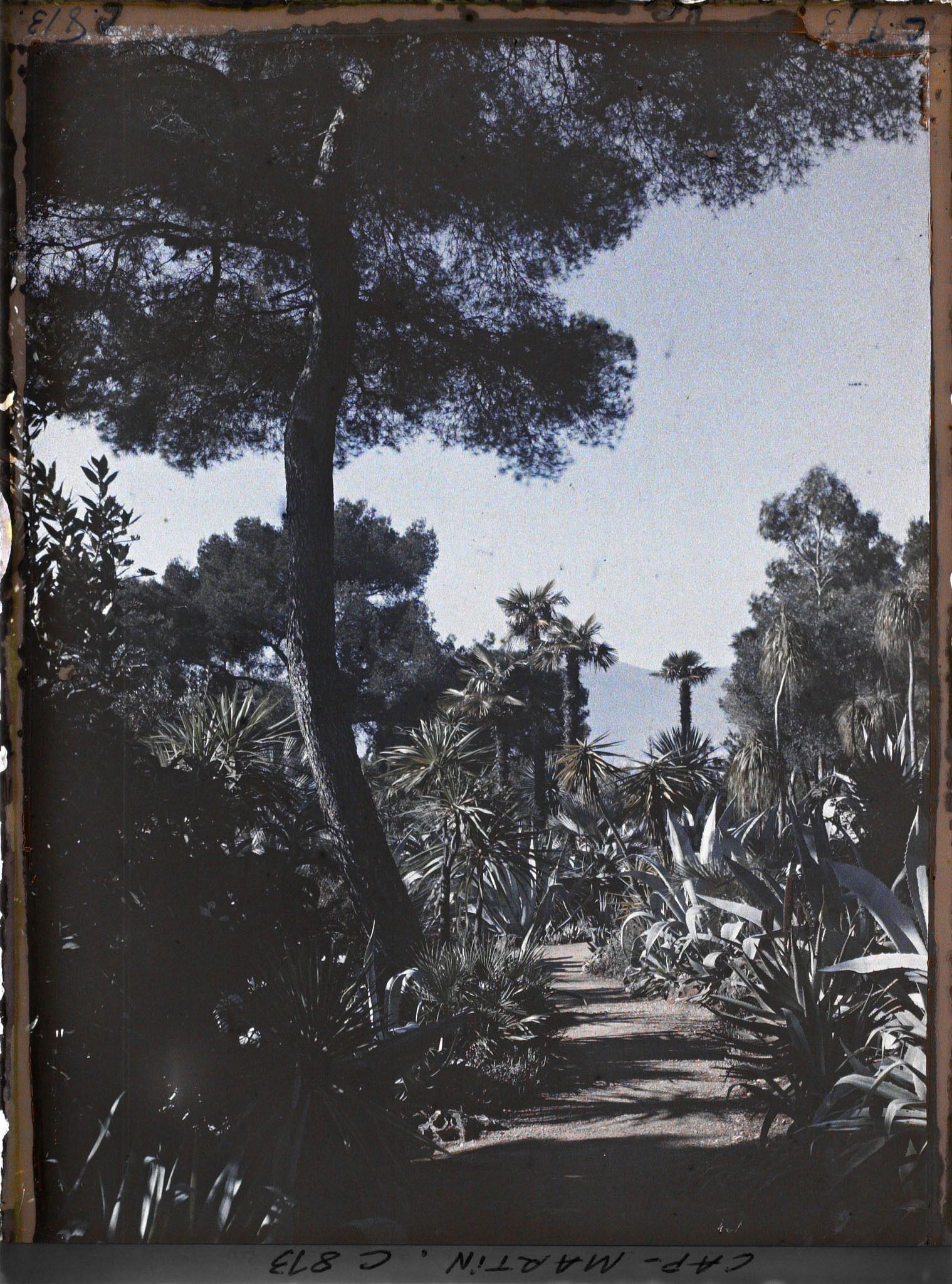 Image représentant Une allée du jardin, bordée de plantes exotiques, vue en direction de l'ouest