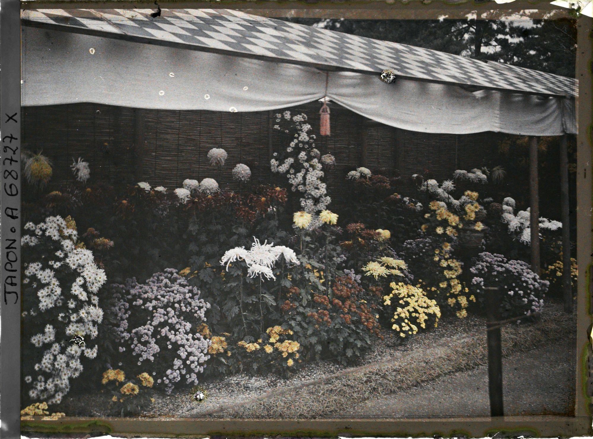 Image représentant Exposition de chrysanthèmes