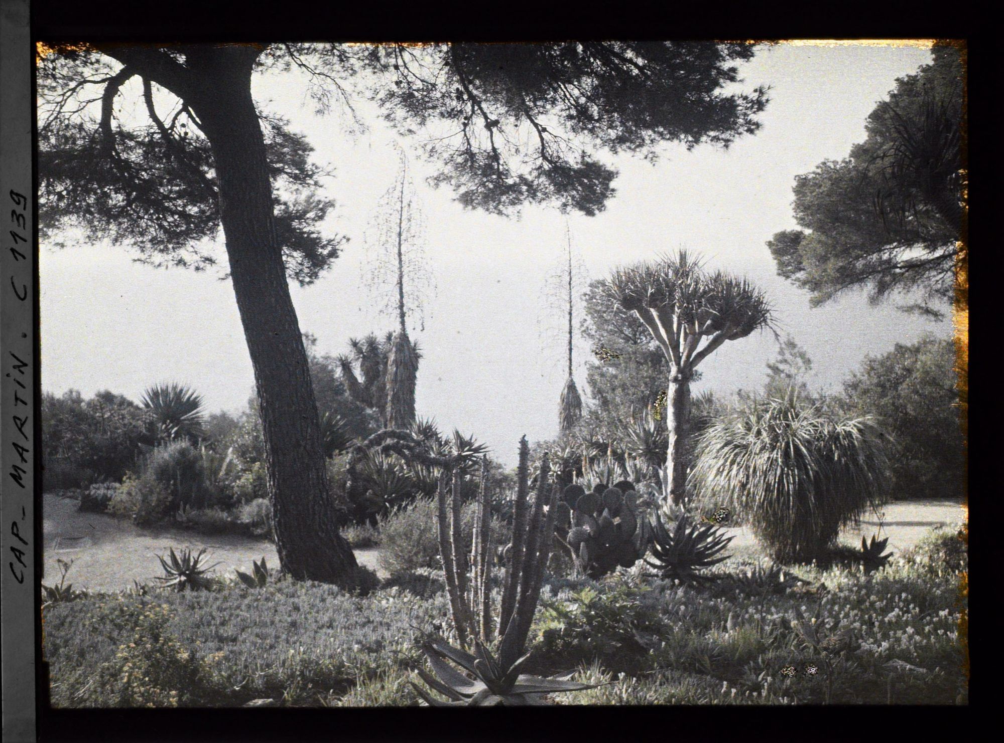 Image représentant le Jardin