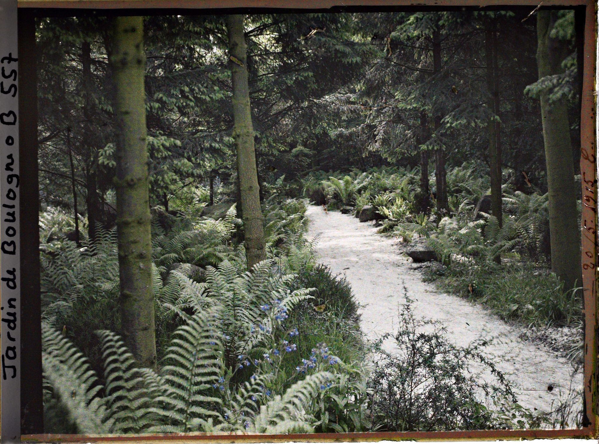 Image représentant Scène de sous-bois dans la forêt vosgienne
