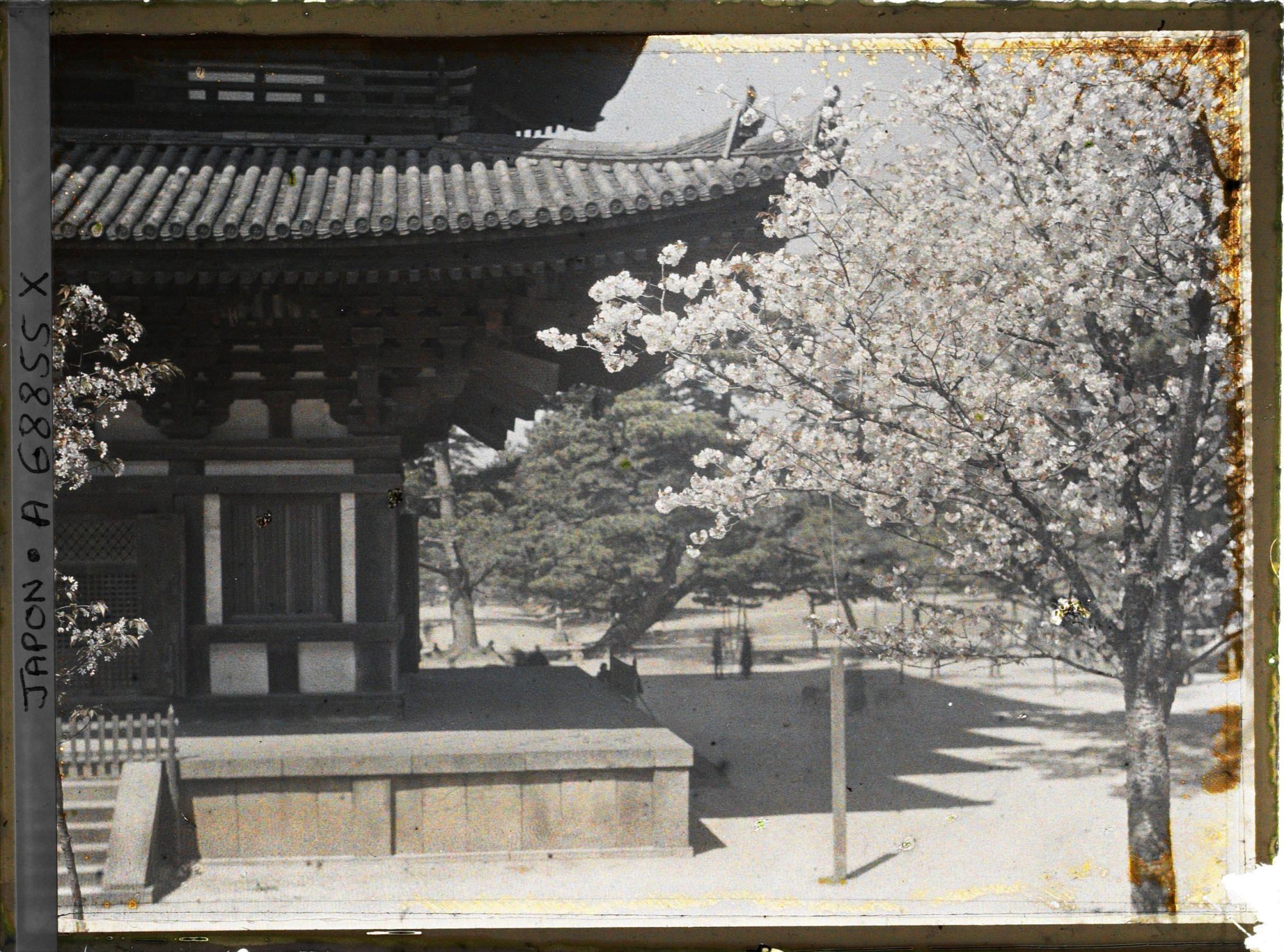Image représentant Temple Kôfuku-ji : soubassement et premier niveau de la pagode à cinq étages ; cerisiers en fleurs et pins