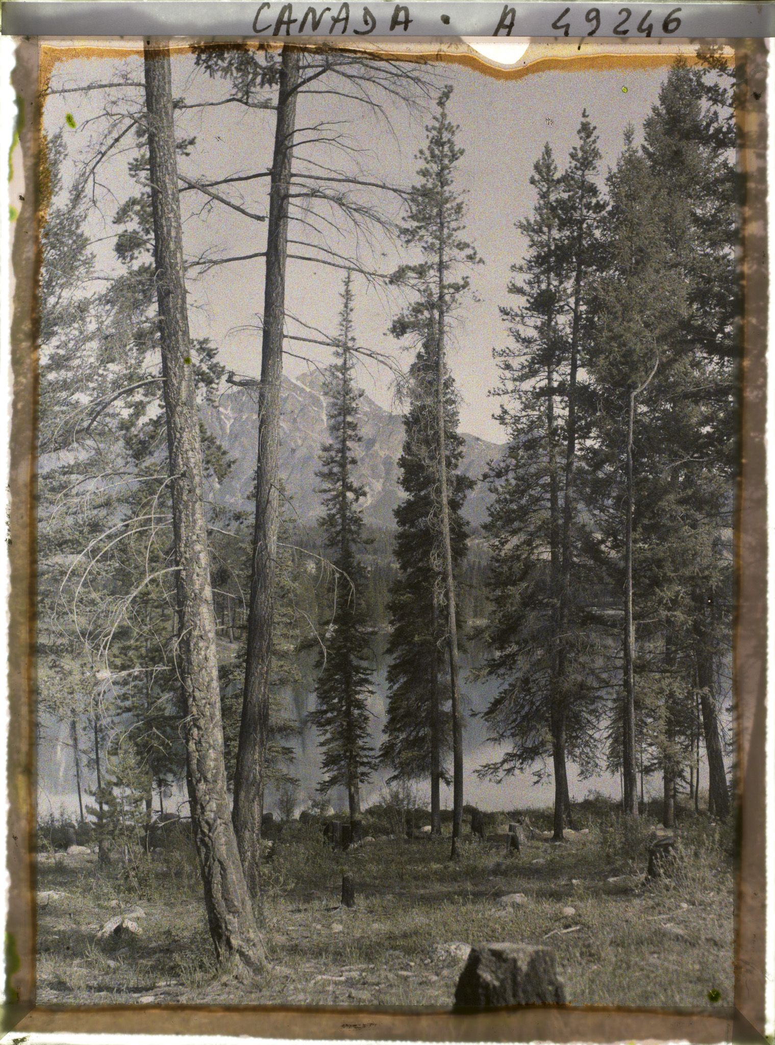 Image représentant Canada, Jasper- parc, Paysage autour du lac Beauvert