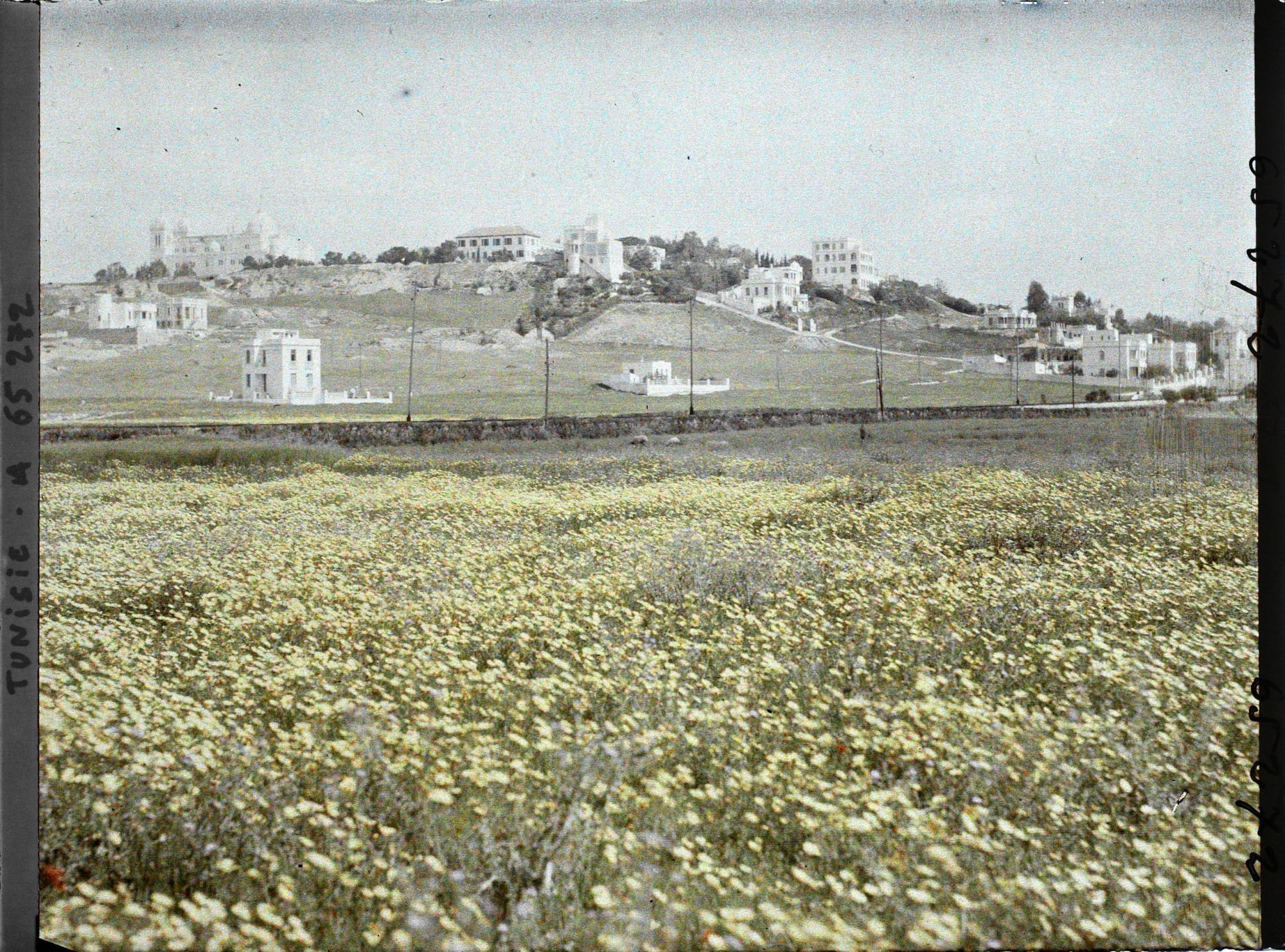 Image représentant Vue de la colline de Saint-Louis ou Byrsa avec à gauche la cathédrale de Saint-Louis ou primatiale de Carthage et à droite des villas et l'hôtel Saint-Louis