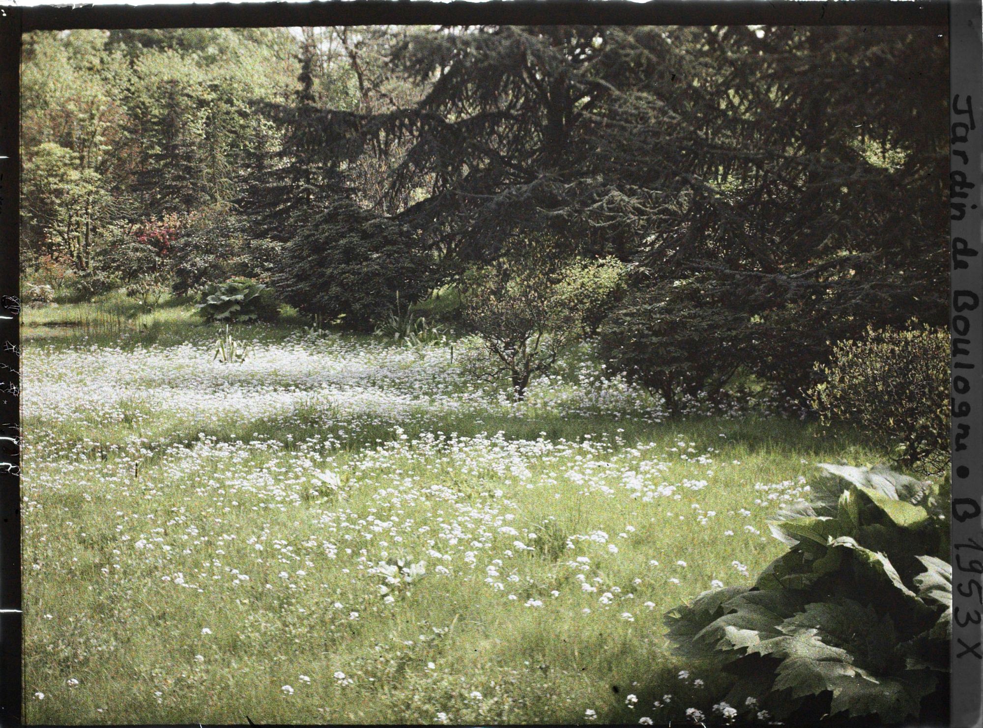 Image représentant Prairie fleurie située au sud-est du marais, vue en direction du nord