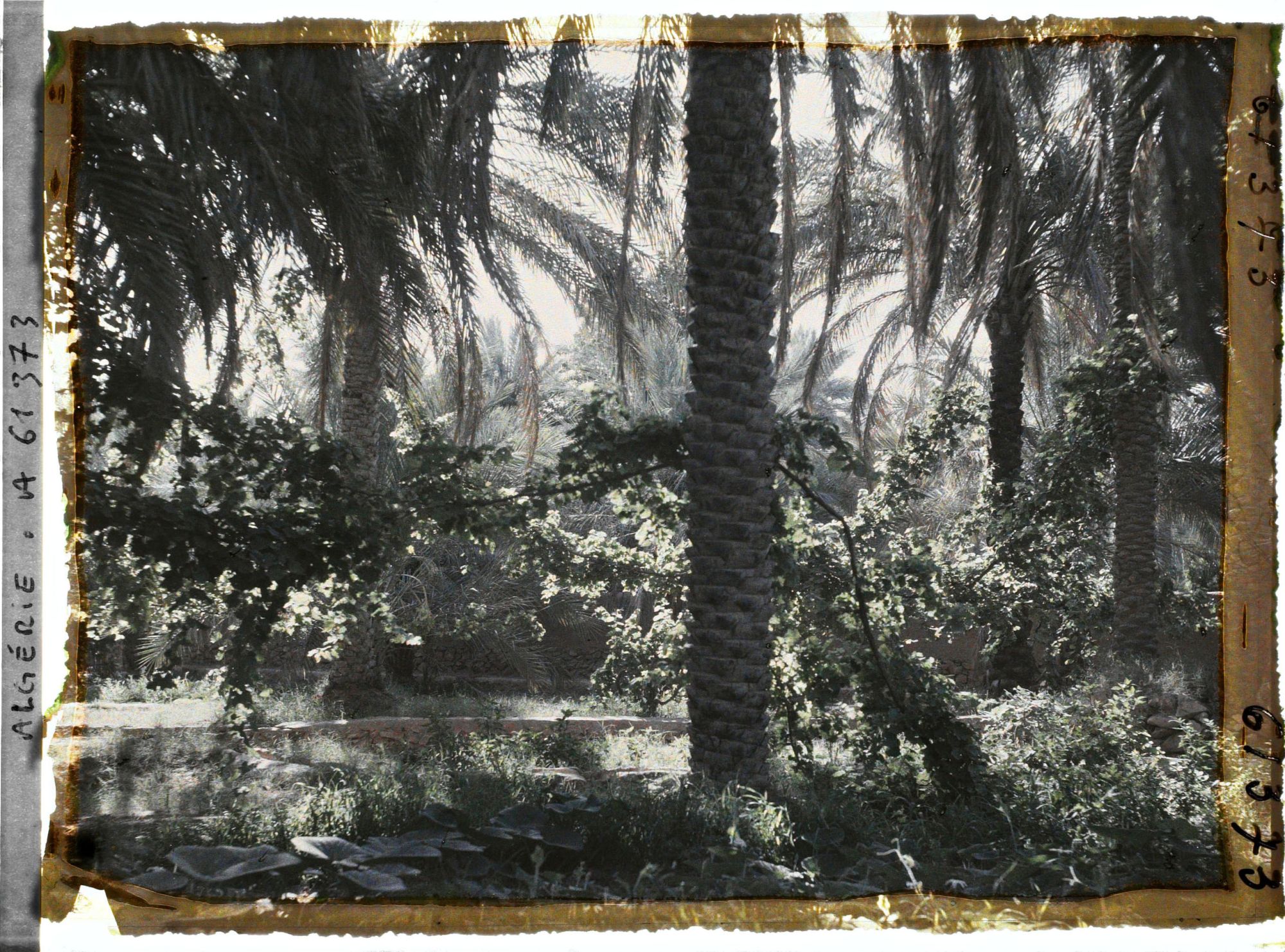 Image représentant Vignes cultivées sous les dattier dans l'oasis