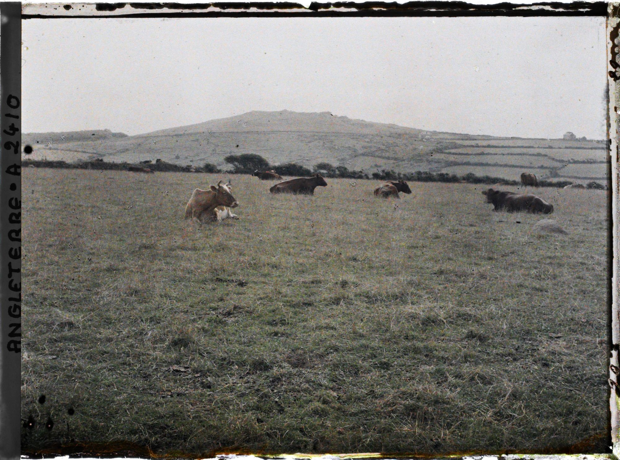 Image représentant Troupeau de vaches