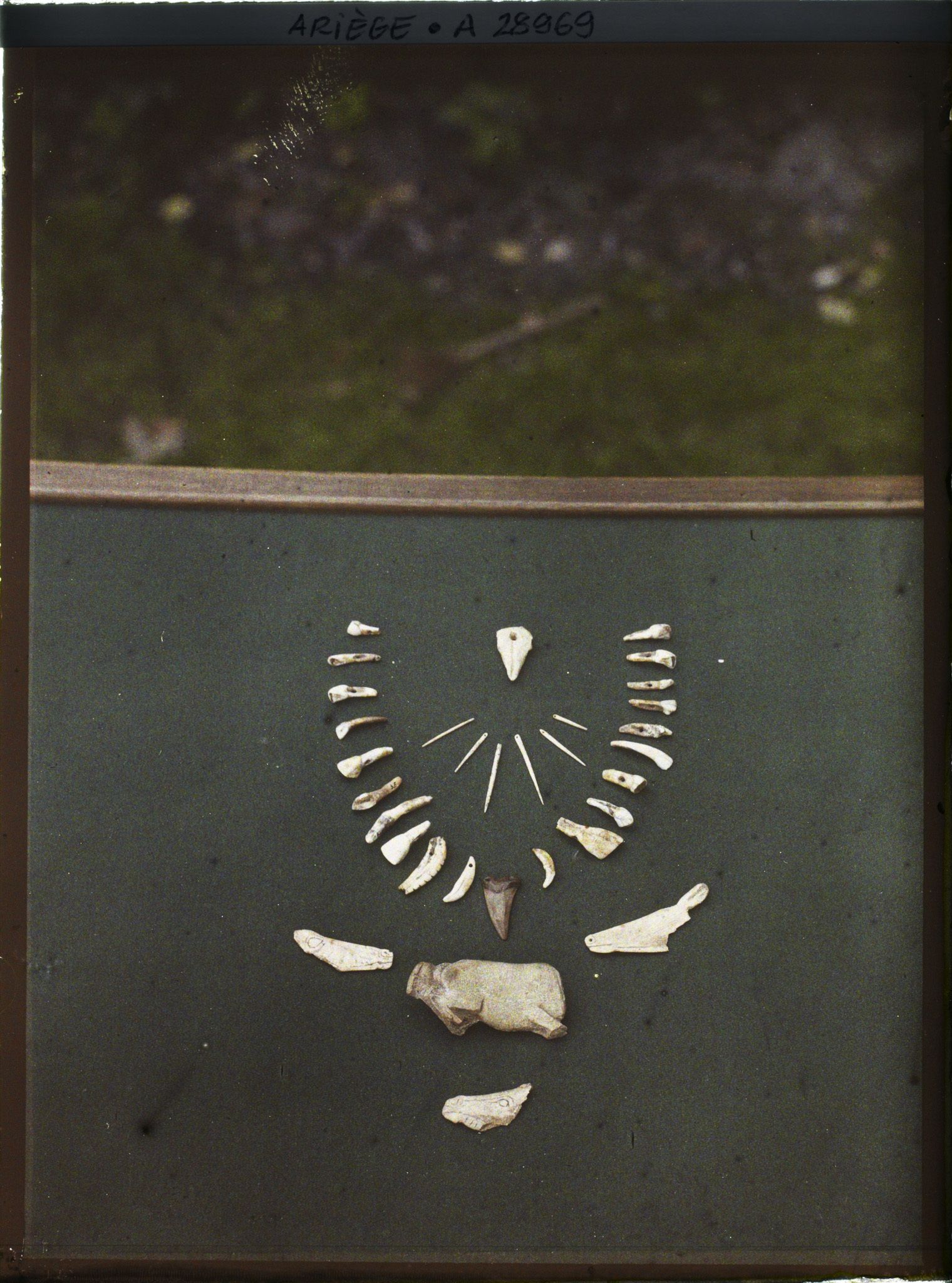 Image représentant Collier de dents et propulseur