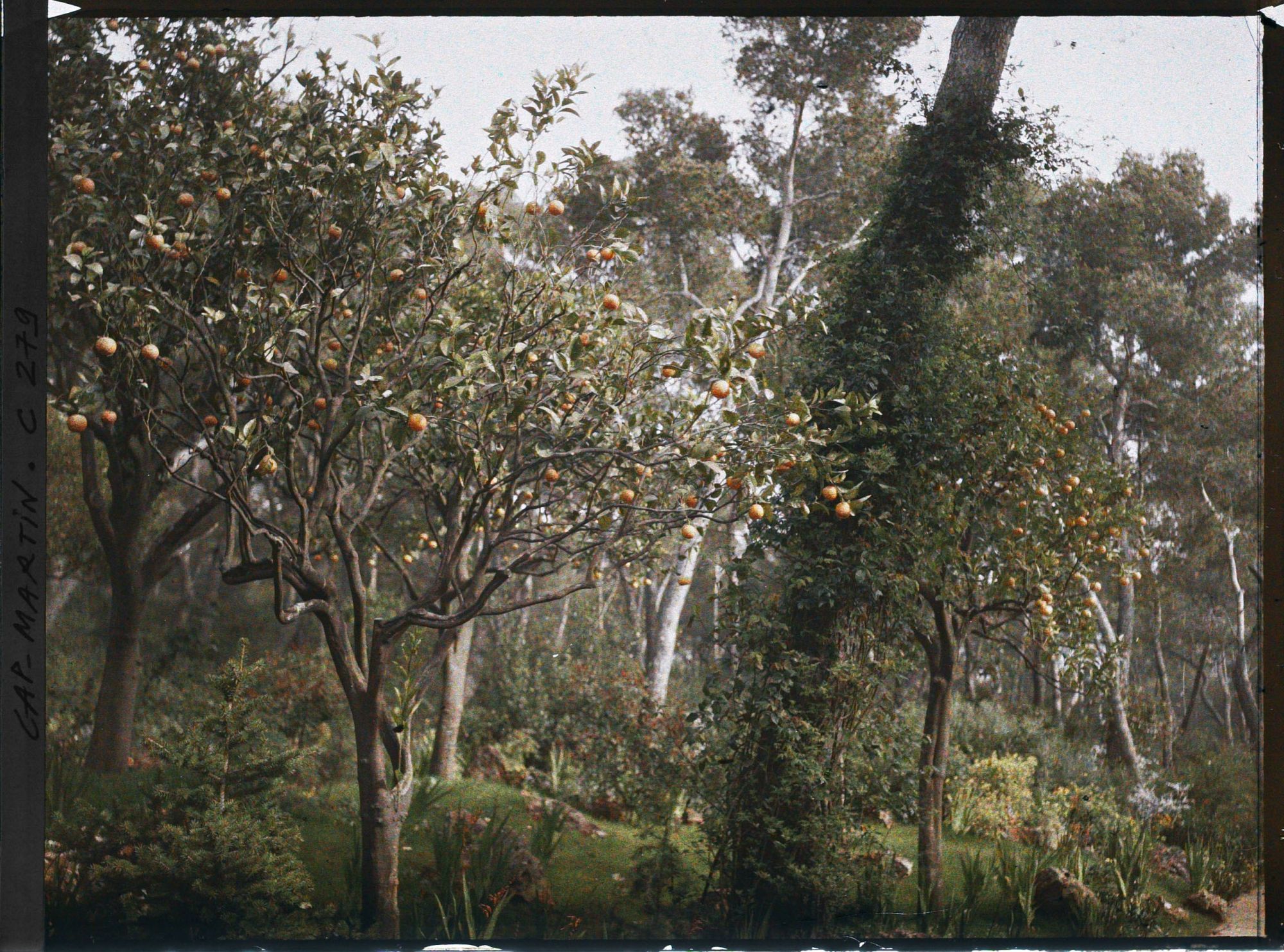 Image représentant Cap-Martin - Le Jardin