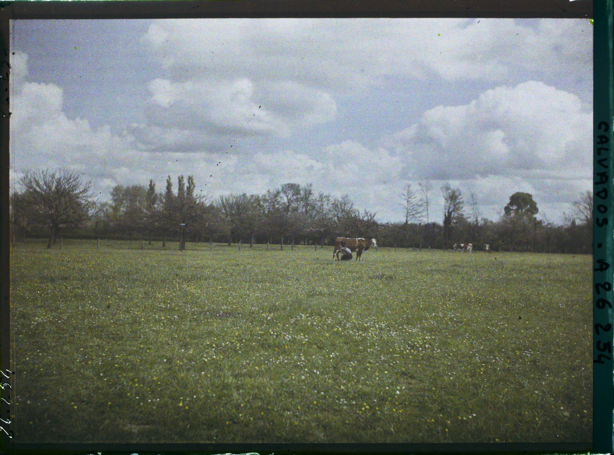 Image représentant Pâturage