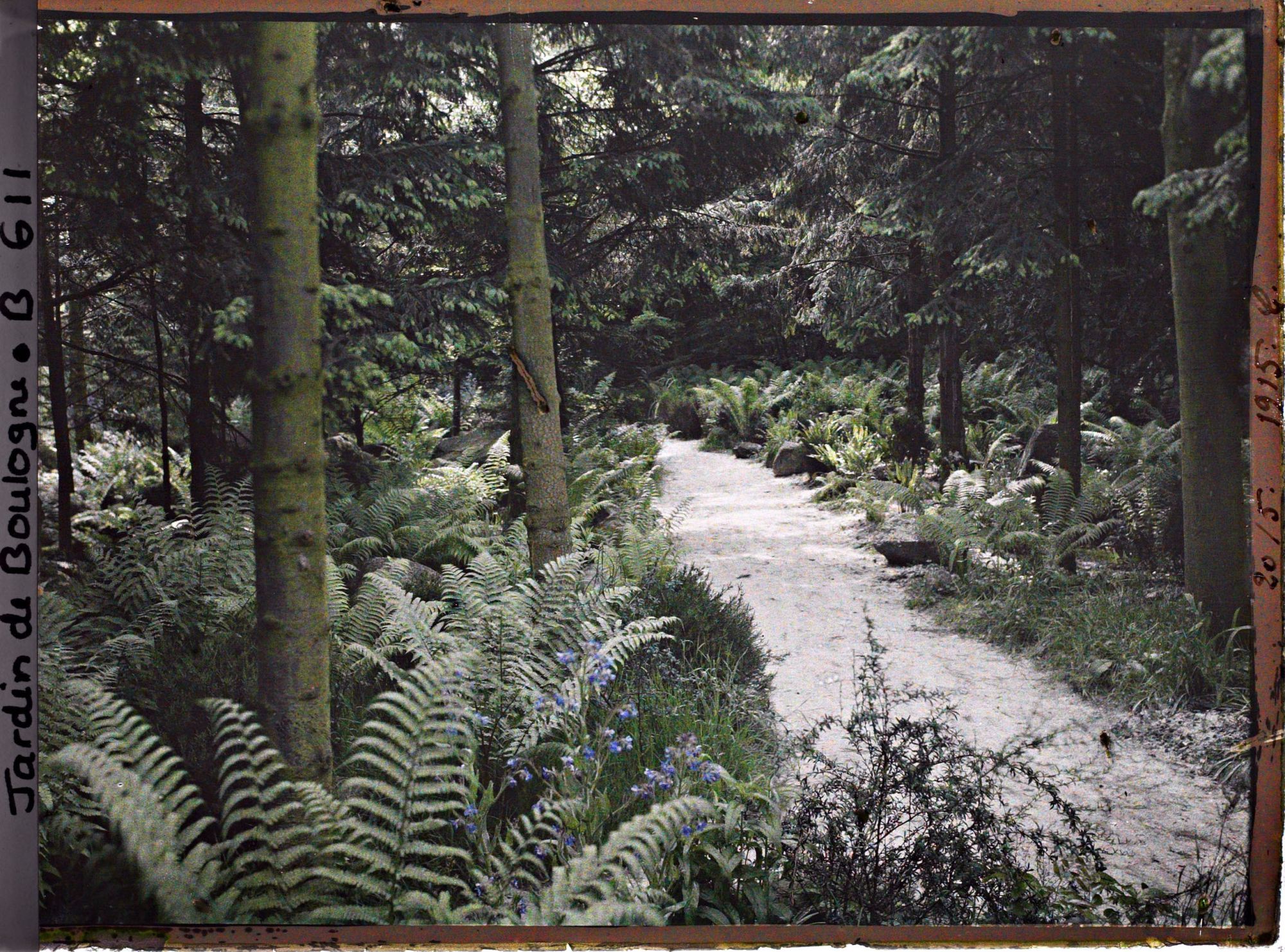 Image représentant La forêt vosgienne