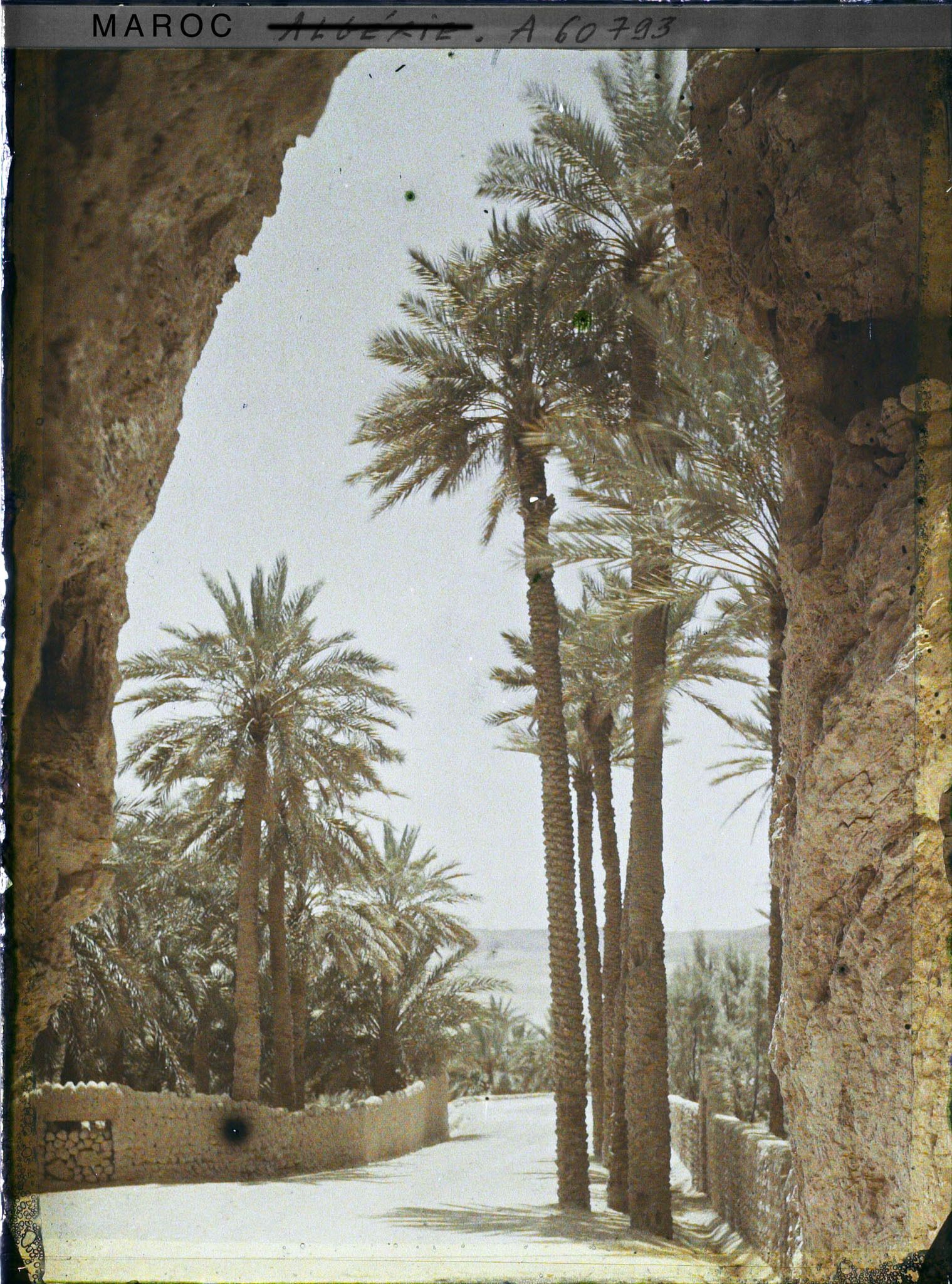 Image représentant La sortie de la palmeraie