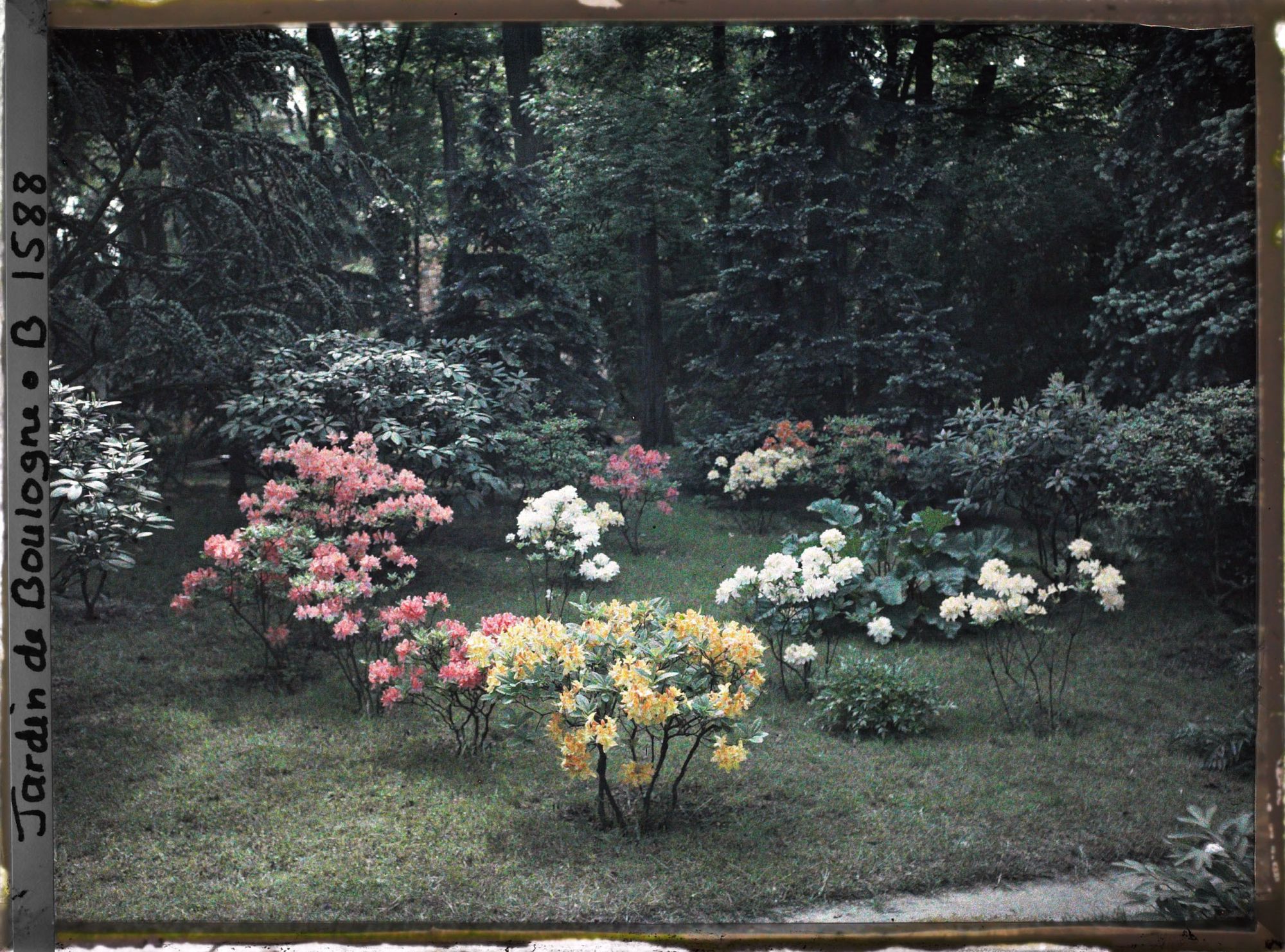 Image représentant Azalées sur la pelouse bordée par la forêt bleue